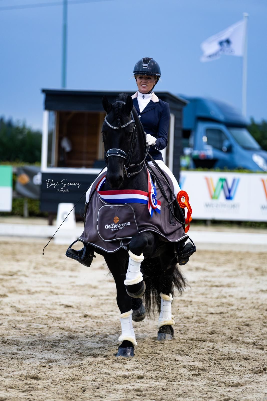 Talentvolle Friese hengst, absolute eyecatcher!