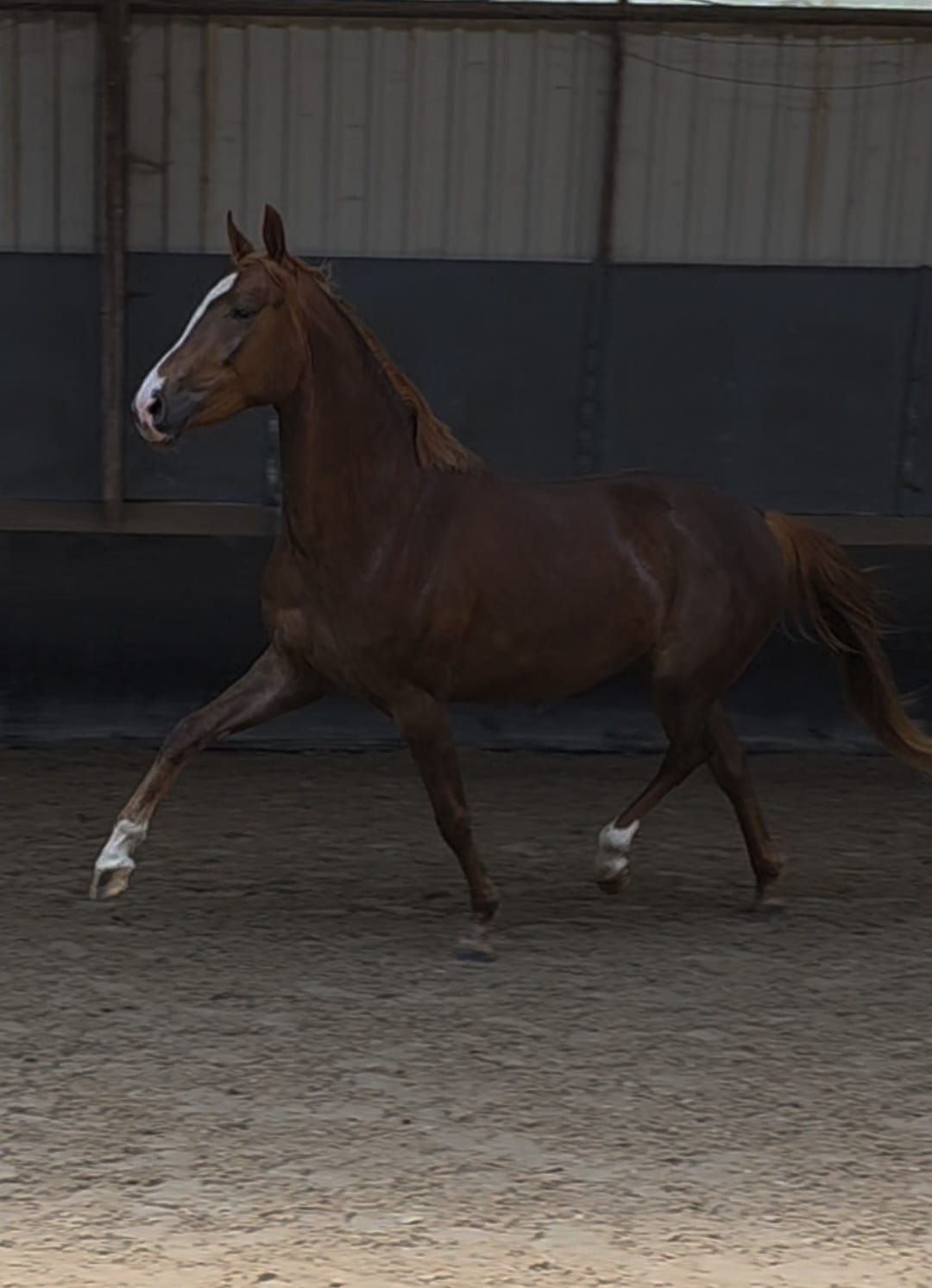 kwpn dressuurpaard merrie 3 Jahre alt vos zu verkaufen - Foto 3