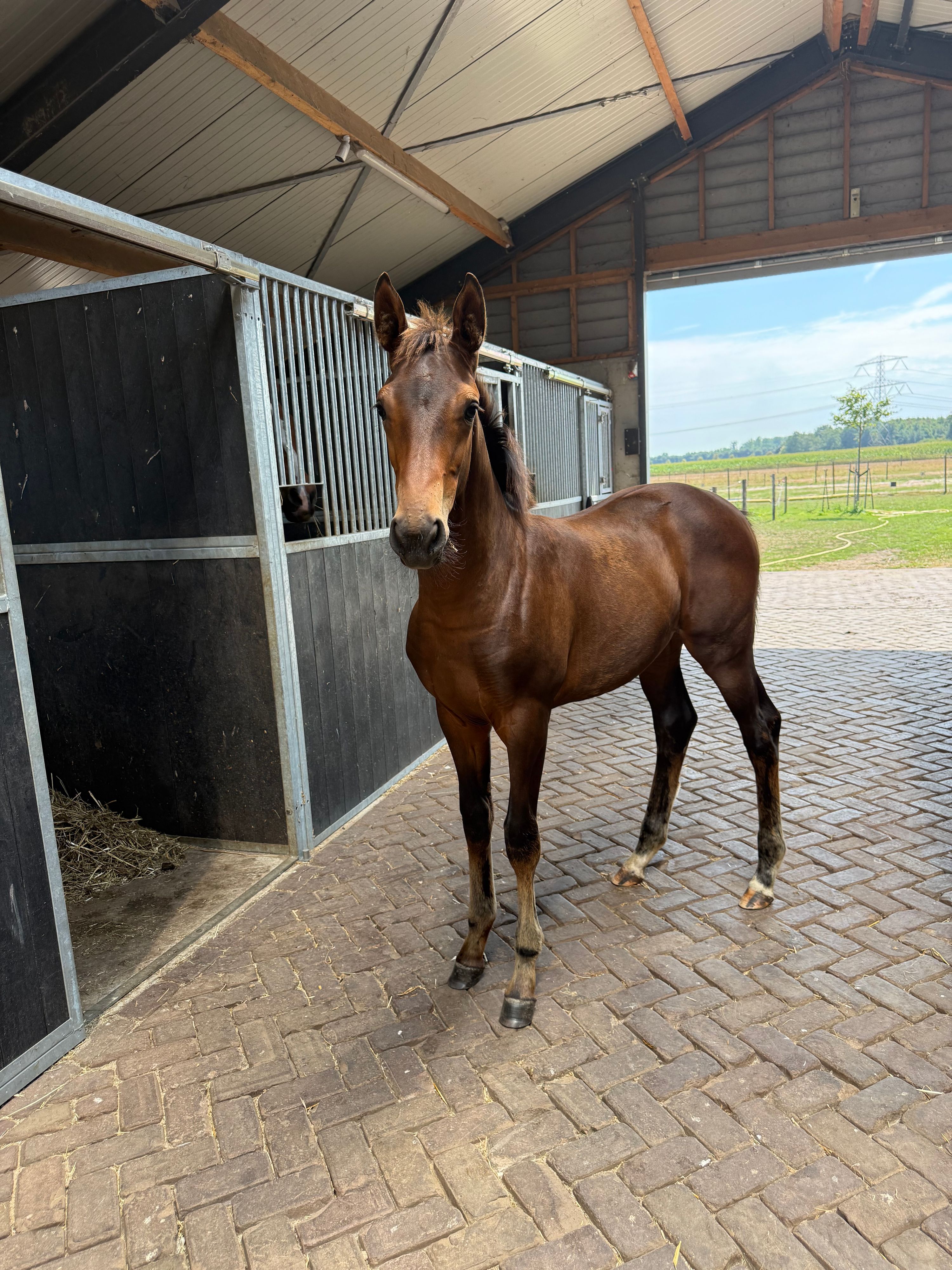 kwpn dressuurpaard merrie 0 Jahre alt bruin zu verkaufen - Foto 2