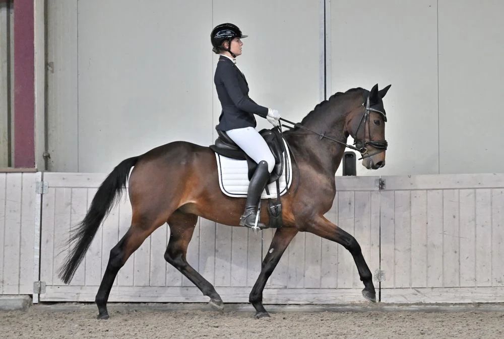 kwpn dressuurpaard ruin 11 Jahre alt bruin zu verkaufen - Foto 4