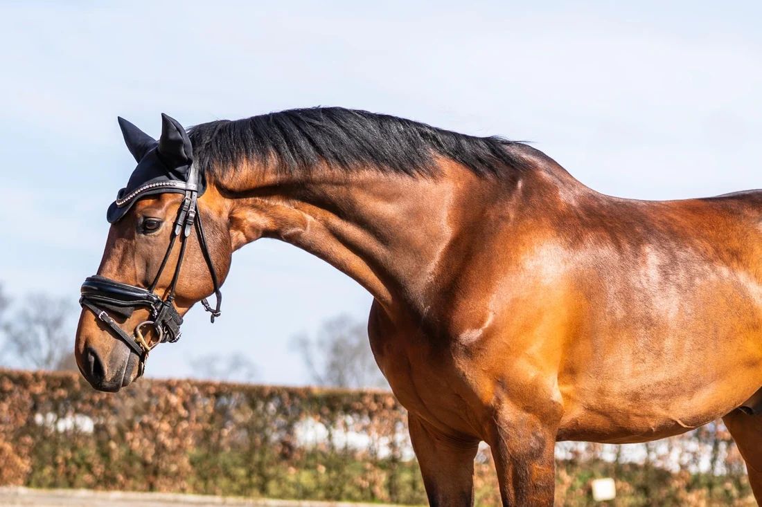 kwpn dressuurpaard ruin 11 Jahre alt bruin zu verkaufen - Foto 3
