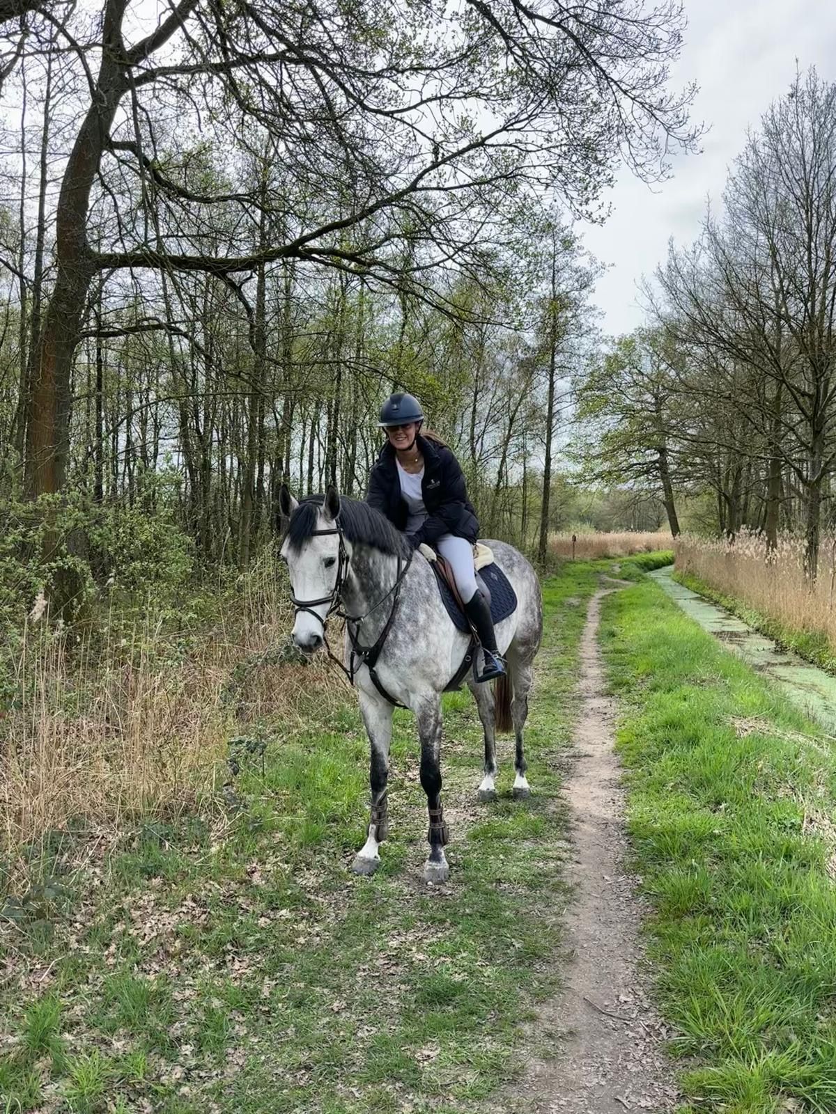 bwp springpaard merrie 6 år schimmel till salu - Foto 4