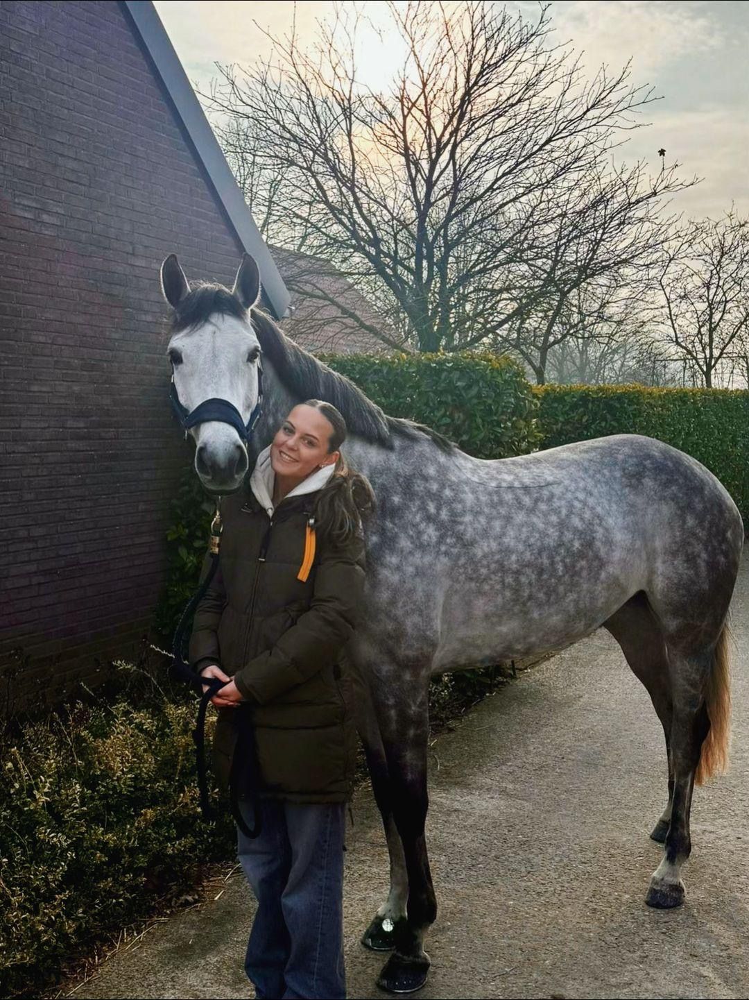 bwp springpaard merrie 6 år schimmel till salu - Foto 3