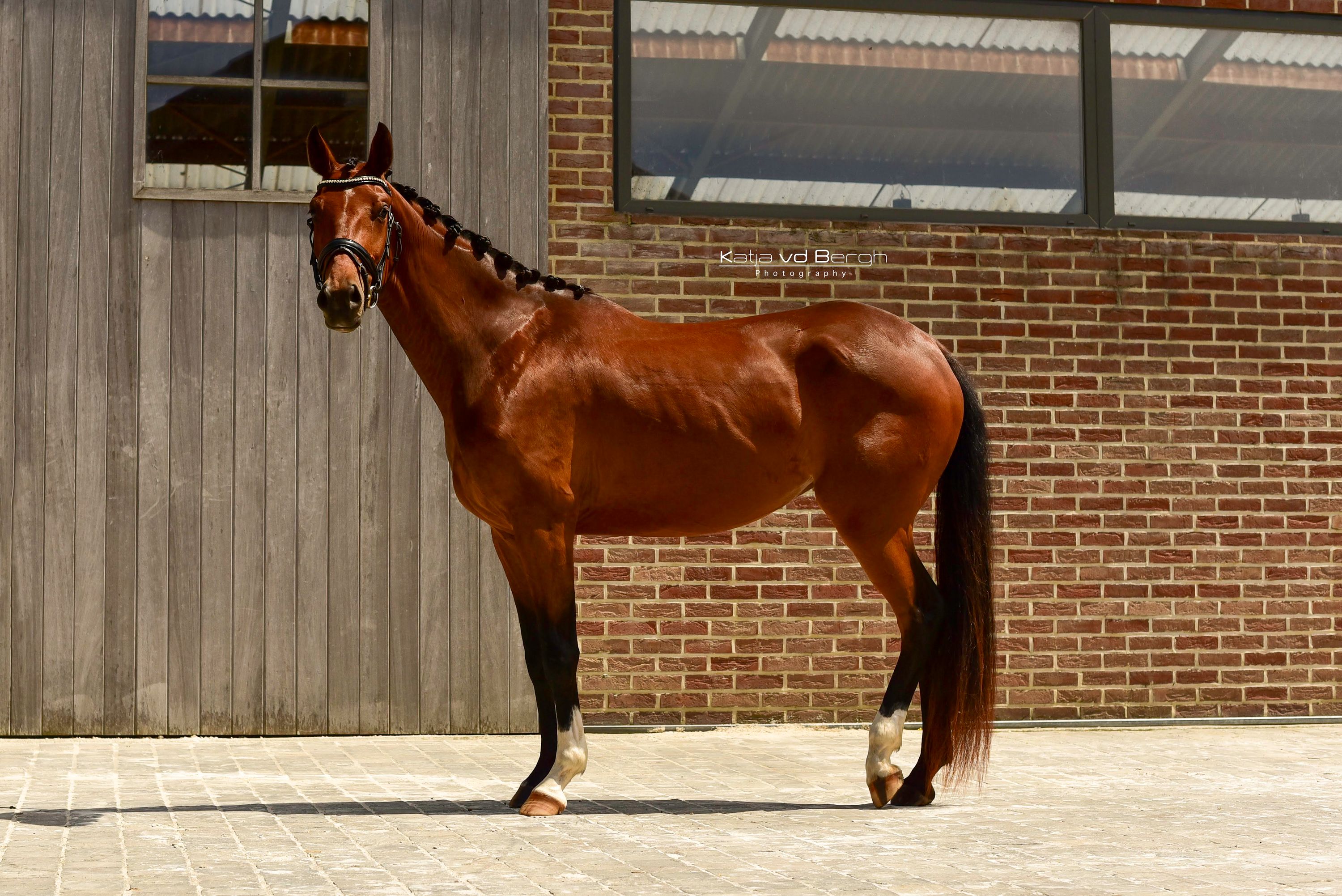 KWPN dressuurpaard Merrie 3 rokov Donkerbruin na predaj - Foto 3