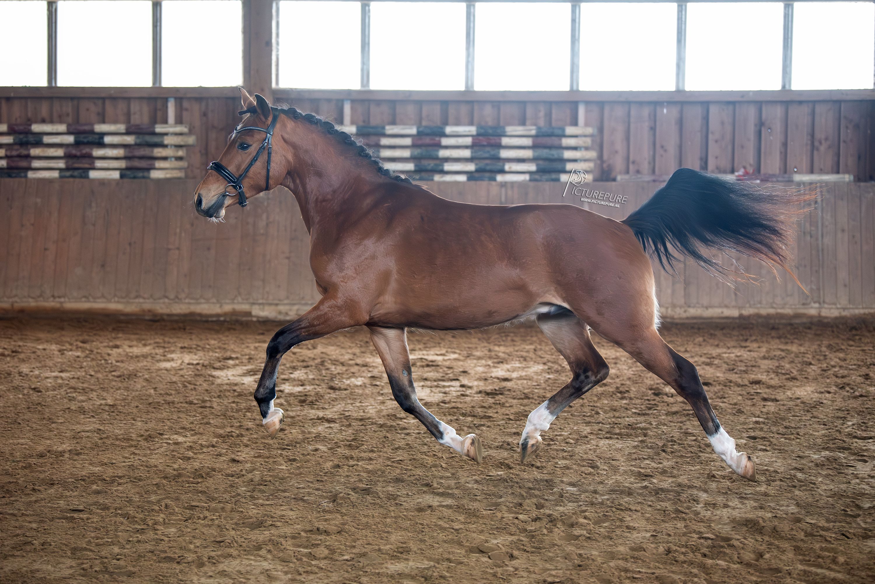 Veelbelovende 3-jarige ruin – 1.50 m – sterke sportafstamming