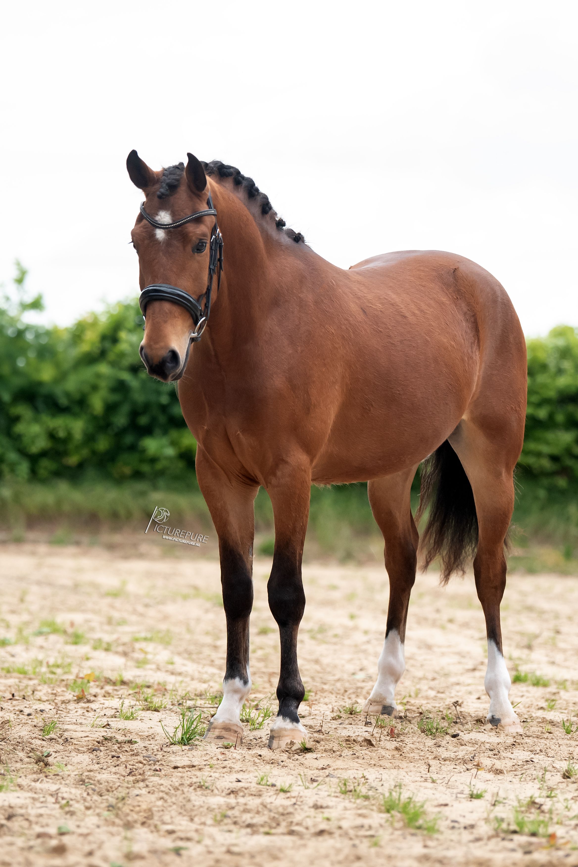 new-forest allround-pony ruin 3 Jahre alt bruin zu verkaufen - Foto 2