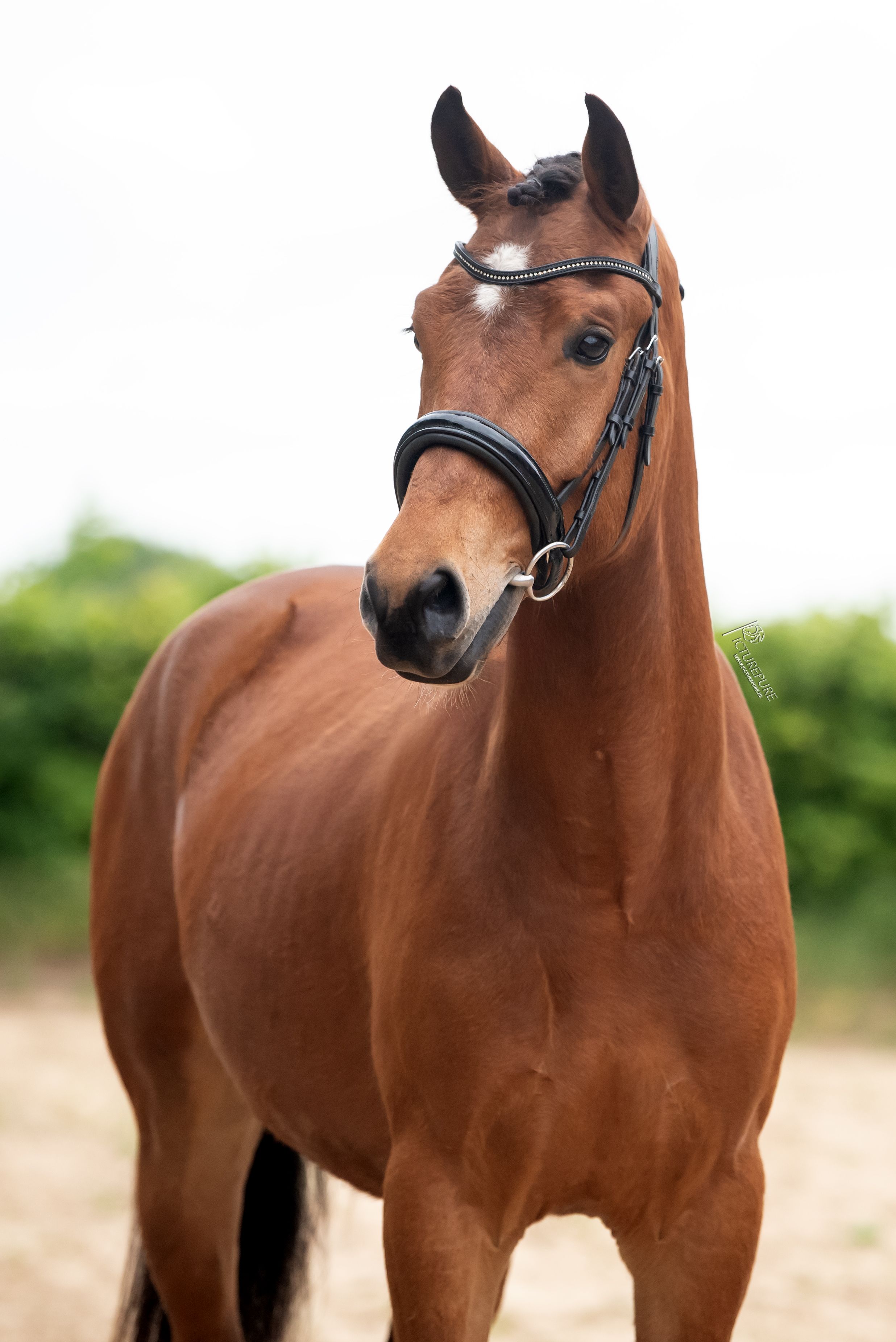 new-forest allround-pony ruin 3 Jahre alt bruin zu verkaufen - Foto 5