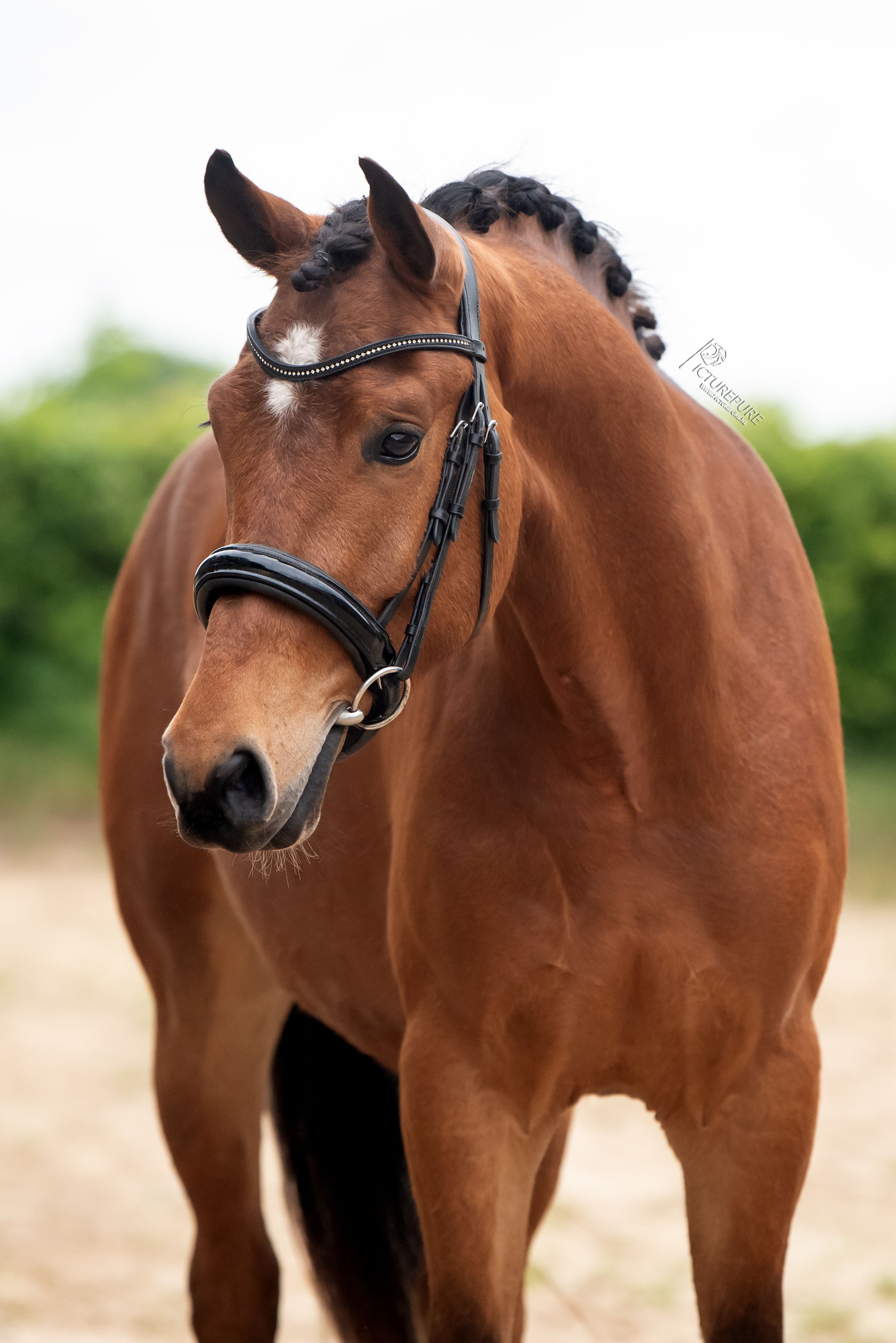 new-forest allround-pony ruin 3 Jahre alt bruin zu verkaufen - Foto 3