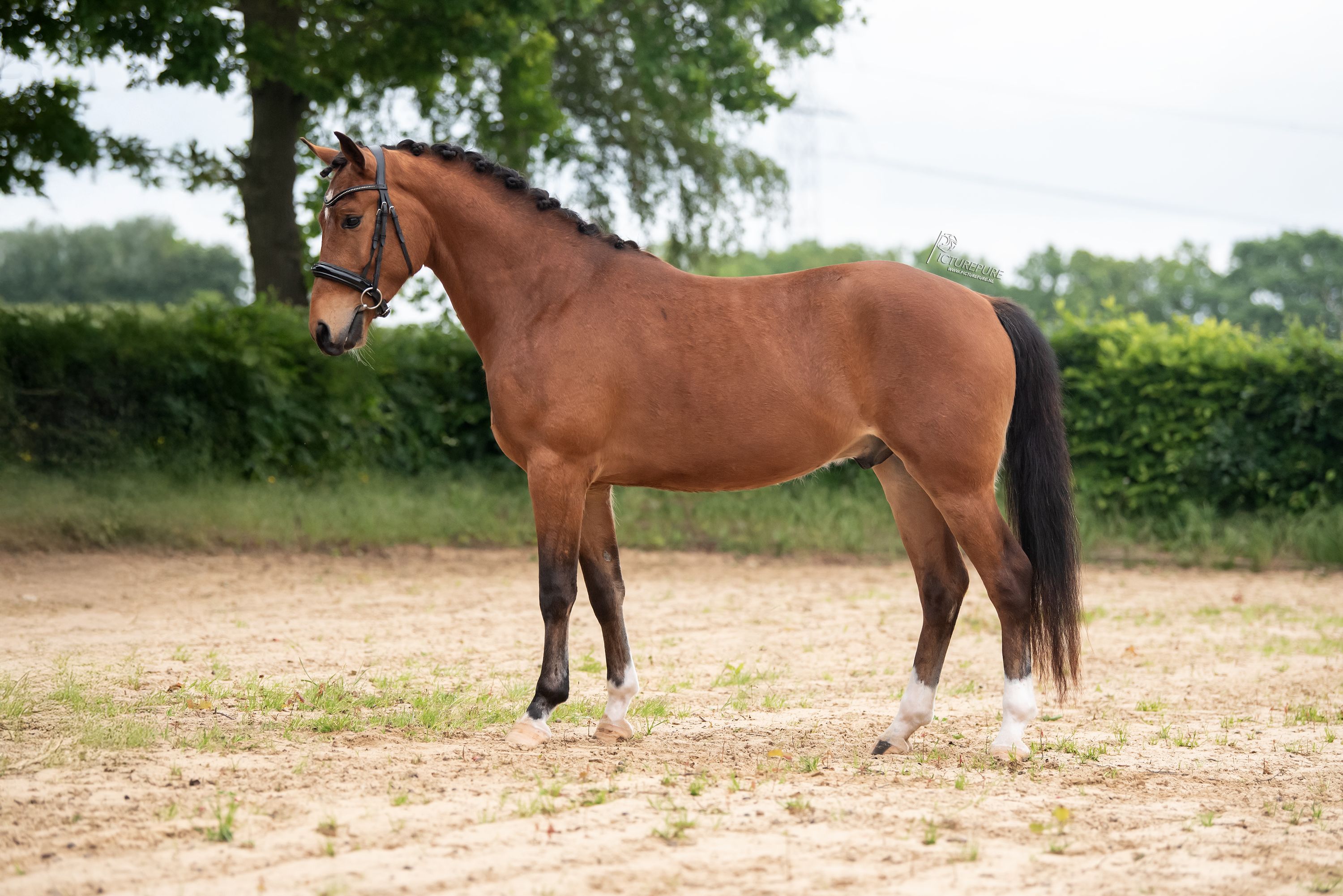 new-forest allround-pony ruin 3 Jahre alt bruin zu verkaufen - Foto 4
