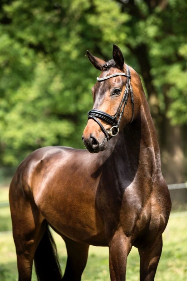 westfalen dressuurpaard ruin 13 years old donkerbruin for sale - Photo 2