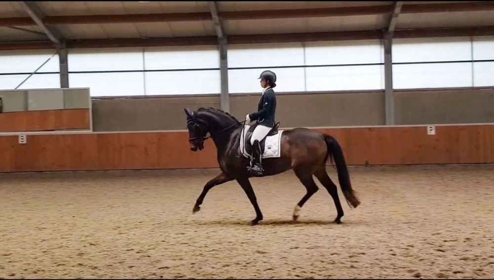 westfalen dressuurpaard ruin 13 years old donkerbruin for sale - Photo 5