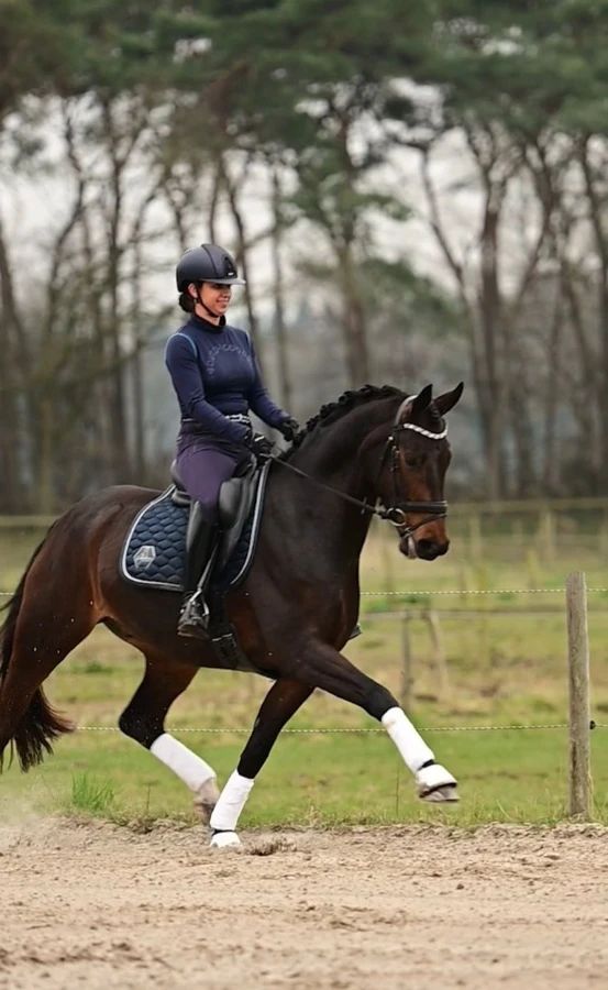 Te koop: Knappe 13-jarige Westfaalse donkerbruine ruin