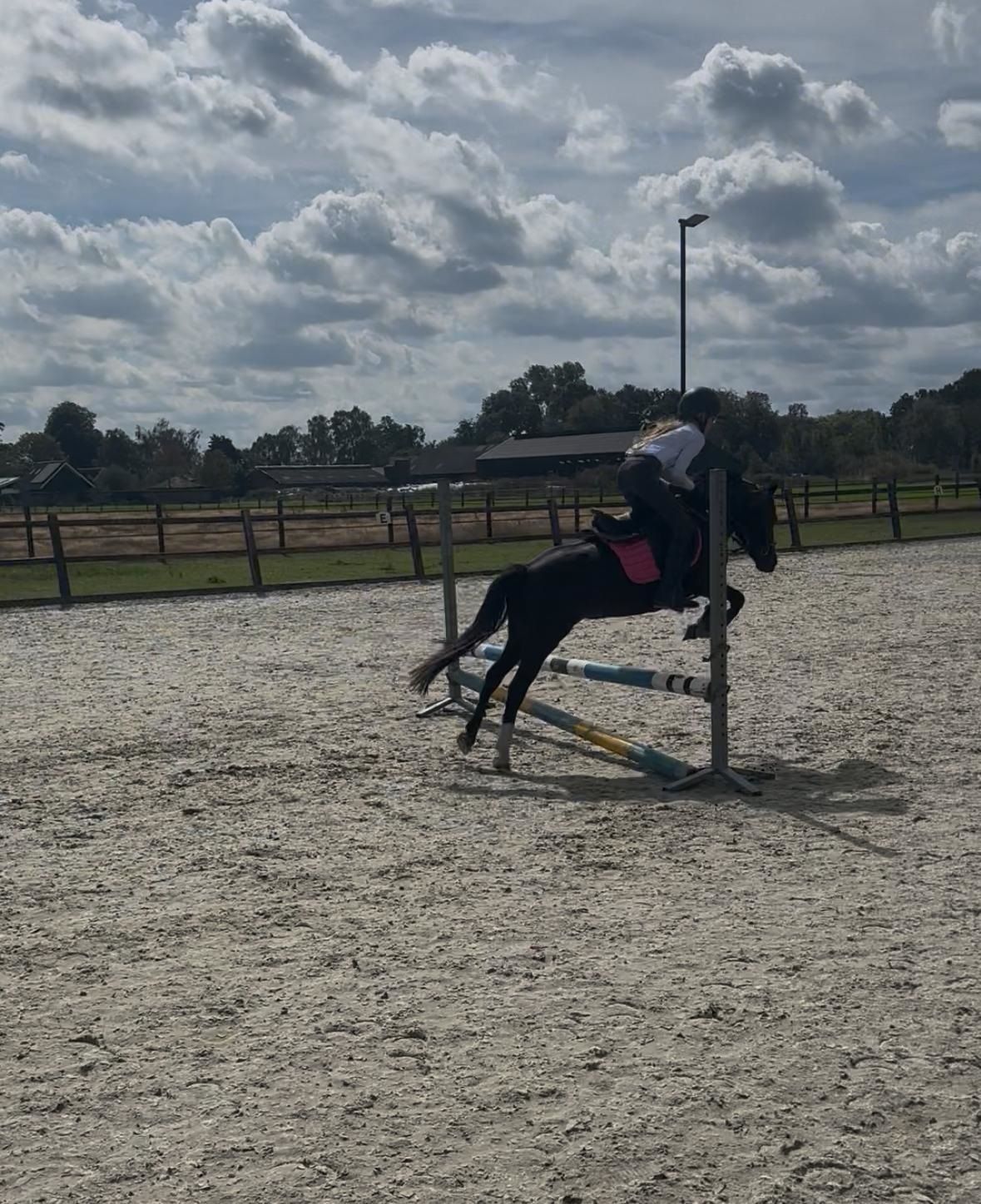 welsh allround-pony merrie 4 岁 zwart 出售 - 照片 6