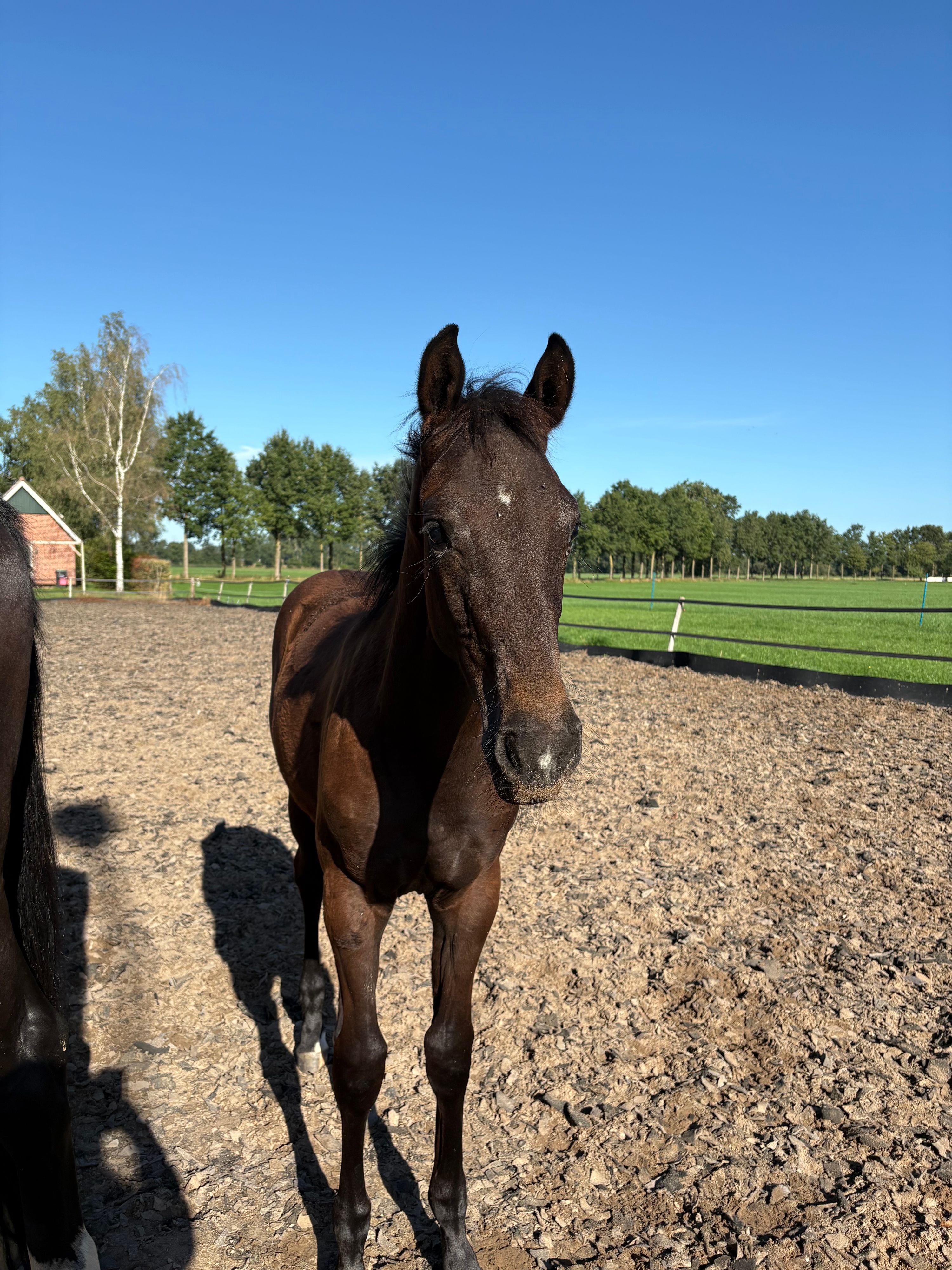 kwpn dressuurpaard merrie 0 ani donkerbruin de vânzare - Foto 2