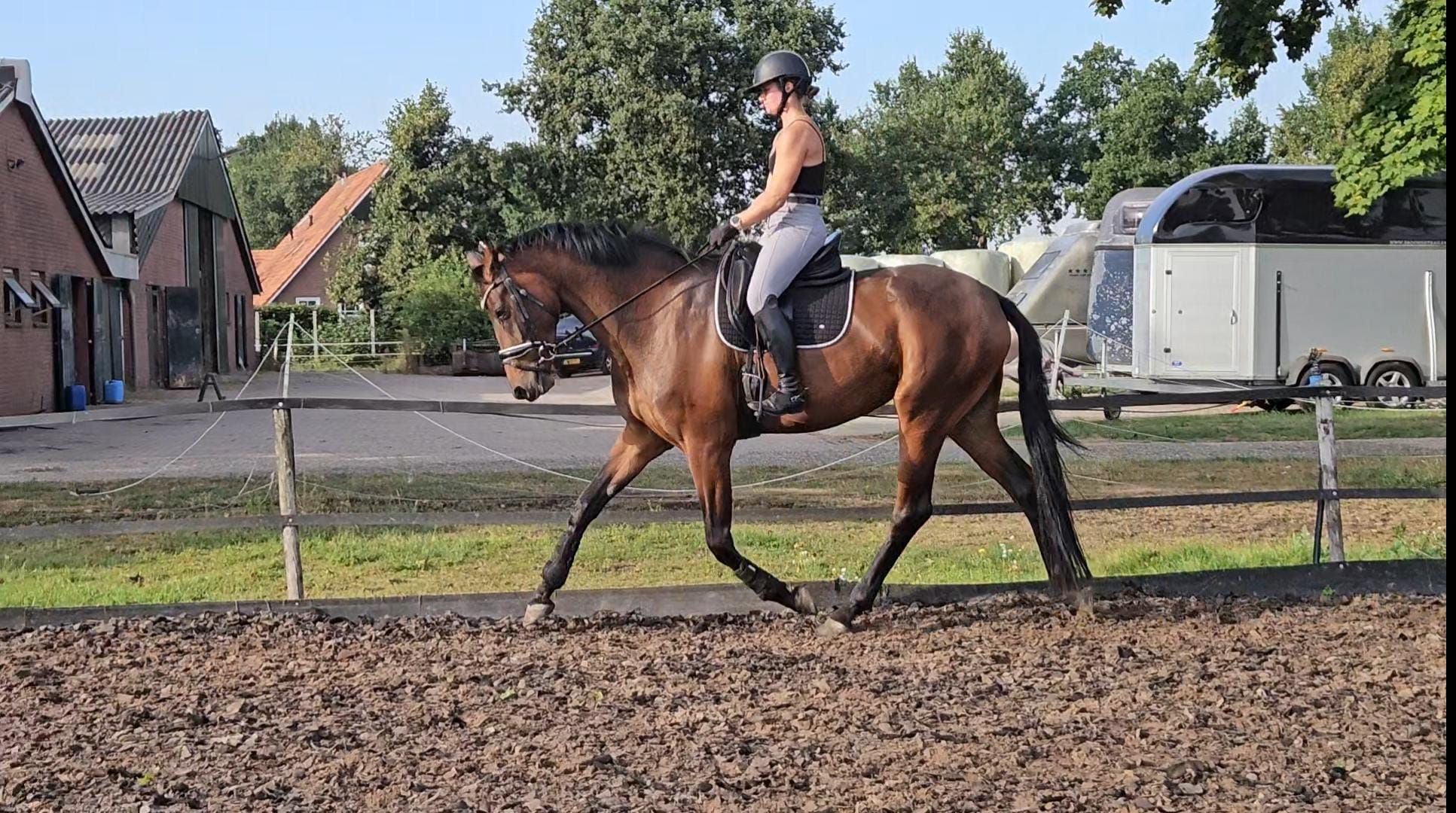 kwpn dressuurpaard merrie 0 ani donkerbruin de vânzare - Foto 5