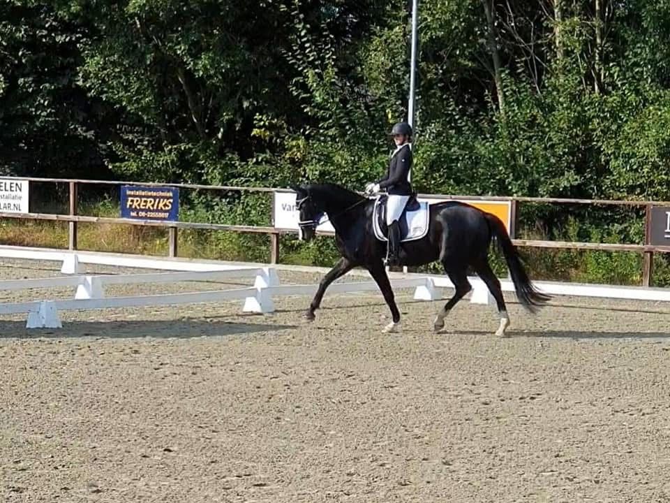 kwpn dressuurpaard merrie 0 ani donkerbruin de vânzare - Foto 3