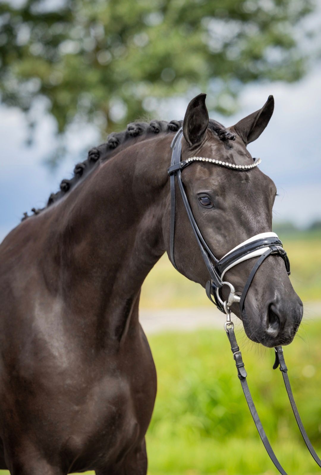 oldenburg dressuurpaard ruin 3 ans zwart à vendre - Photo 2