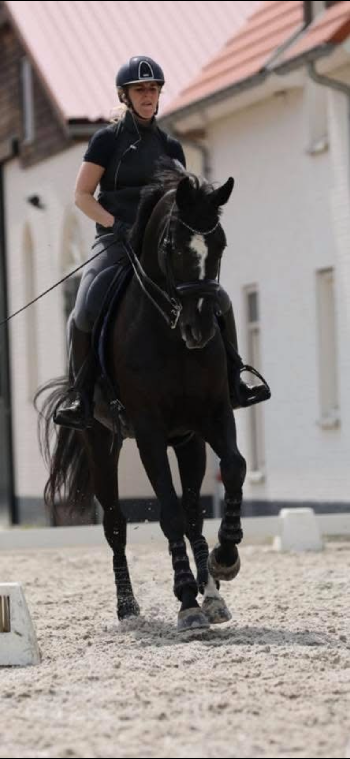 11-year-old Grand Prix dressage mare