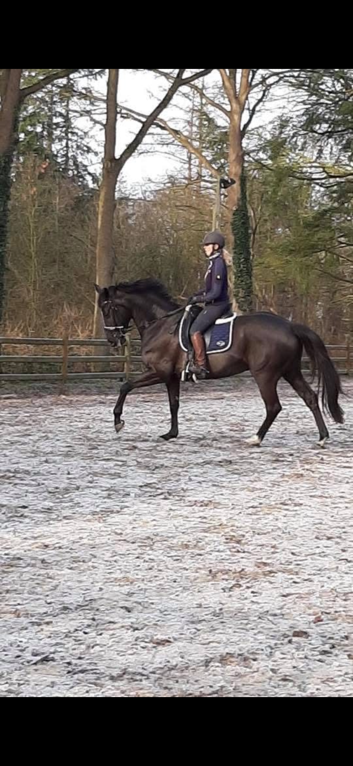 kwpn dressuurpaard merrie 11 ani zwart de vânzare - Foto 3