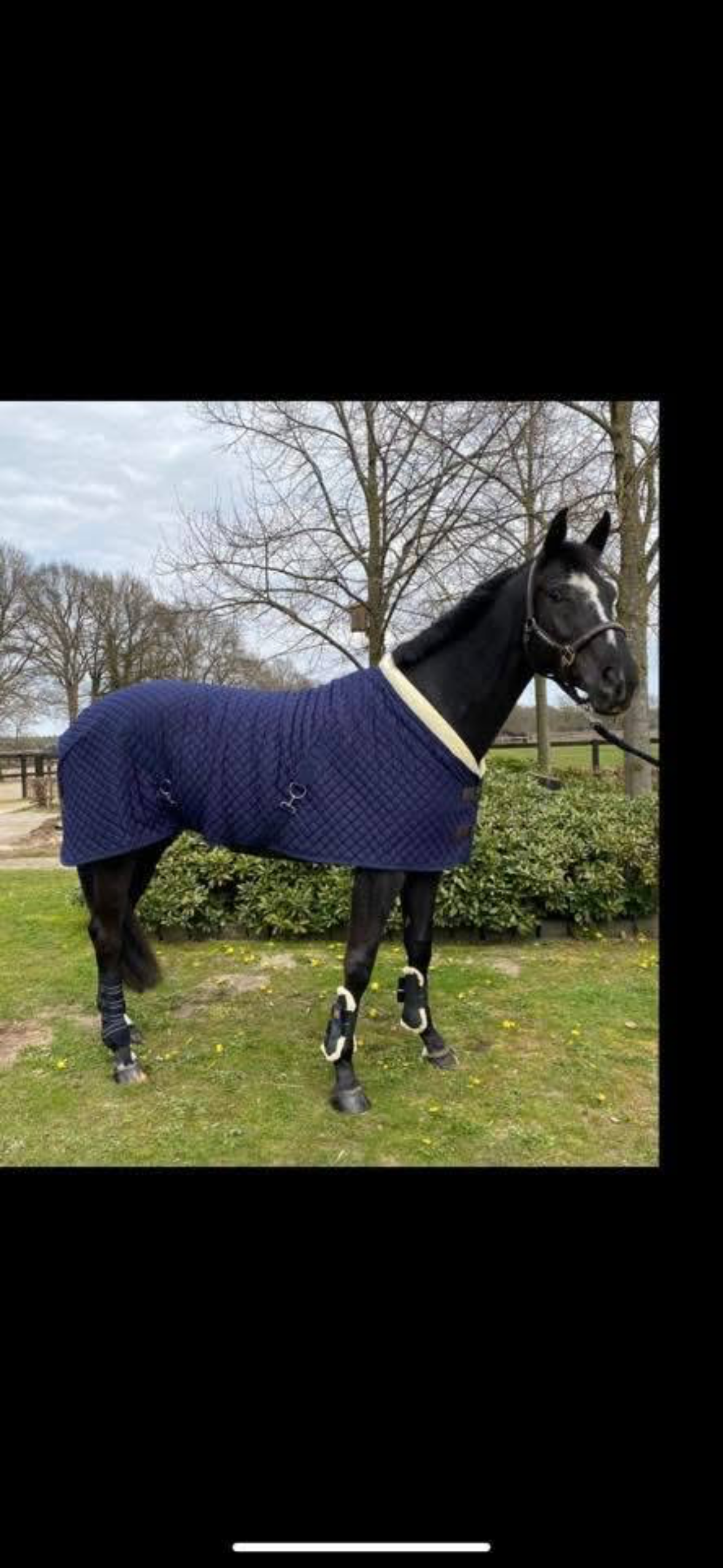 kwpn dressuurpaard merrie 11 ani zwart de vânzare - Foto 2