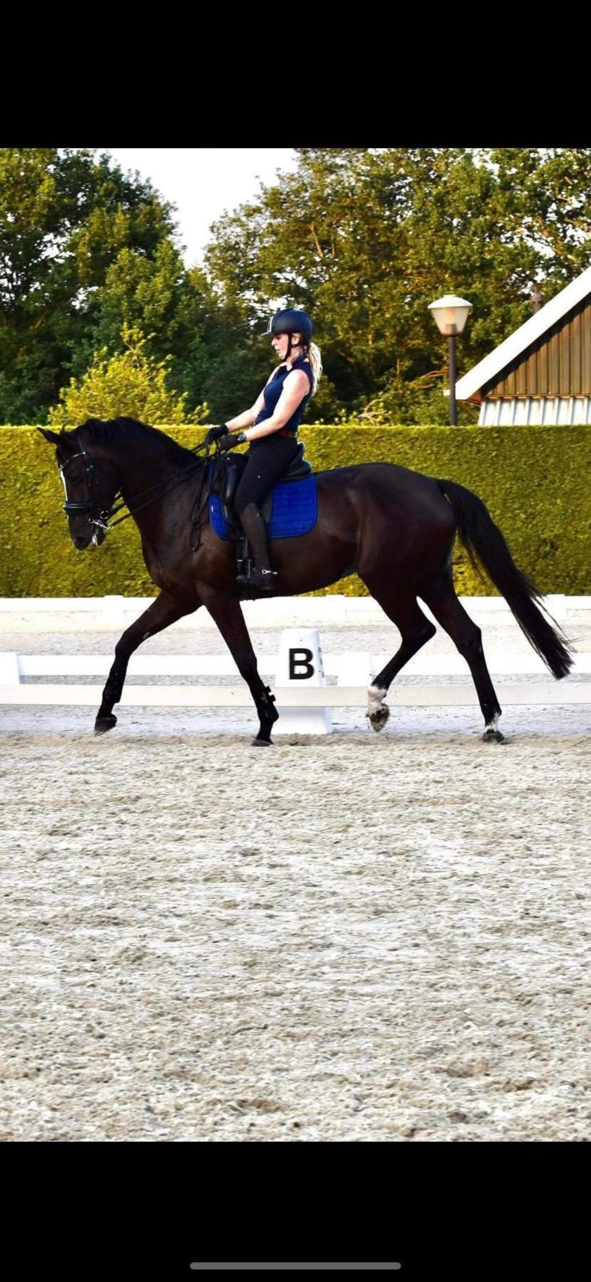 kwpn dressuurpaard merrie 11 ani zwart de vânzare - Foto 4