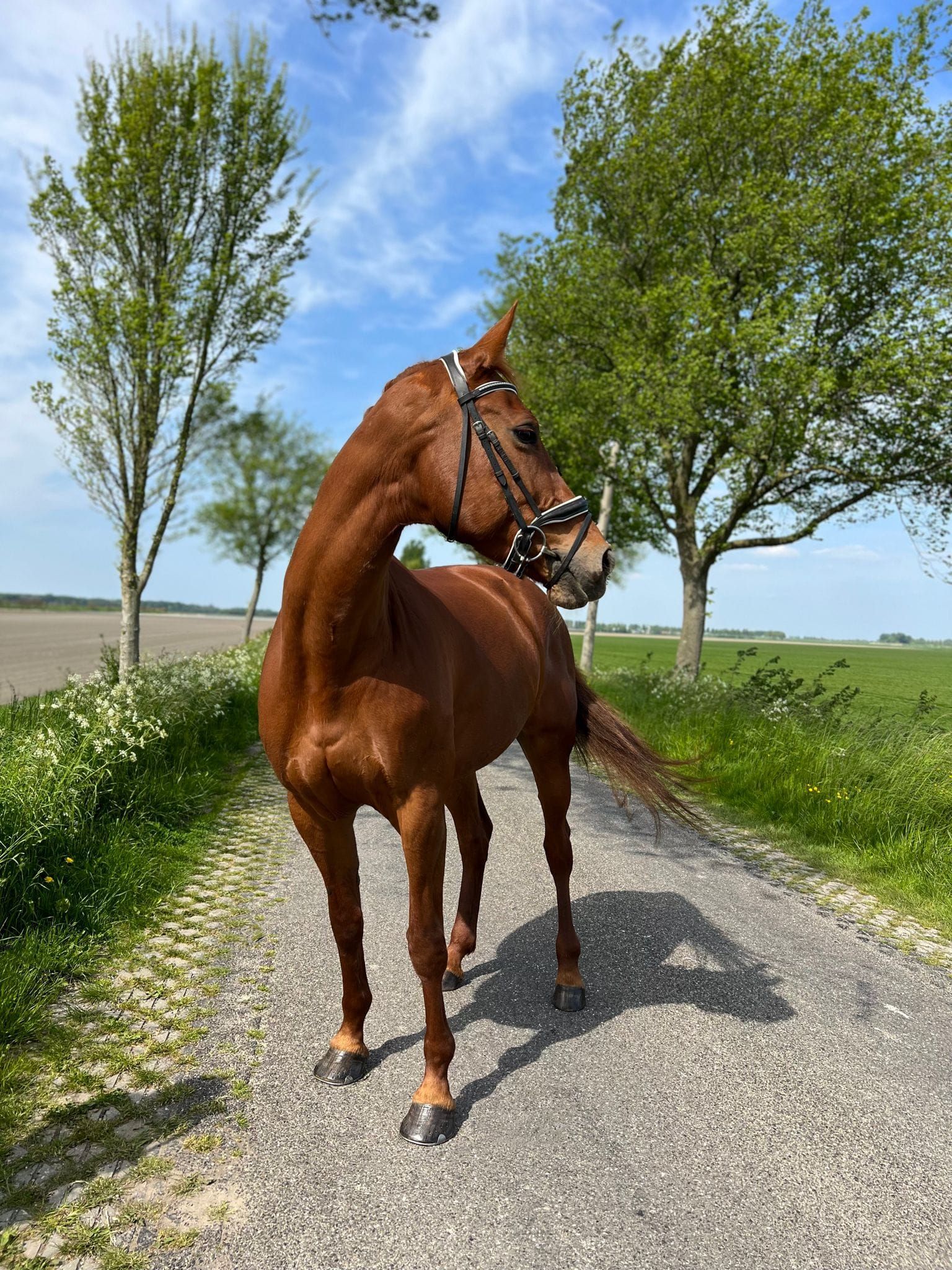kwpn paard merrie 14 lat vos na sprzedaż - Zdjęcie 2