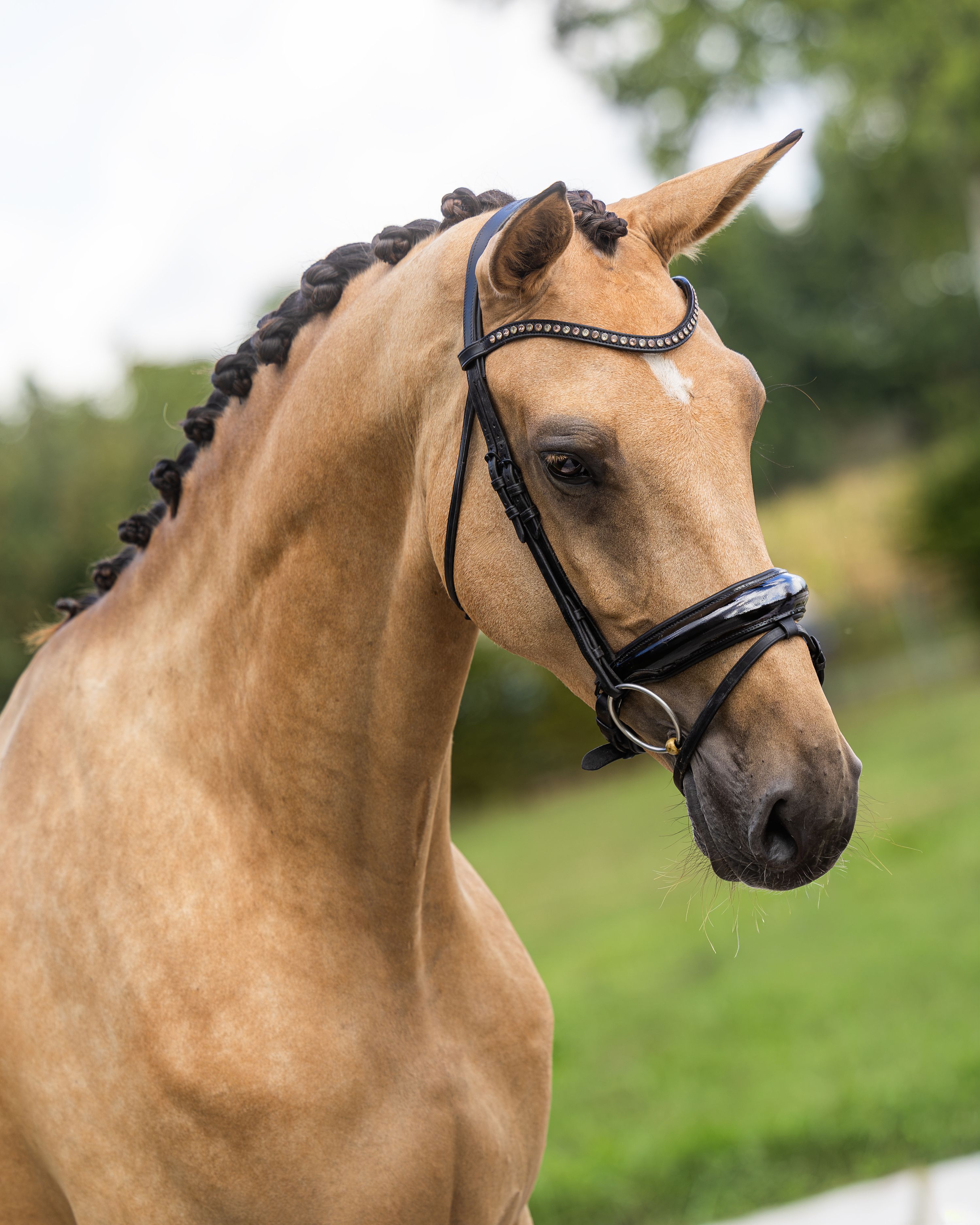 Super brave buckskin mare