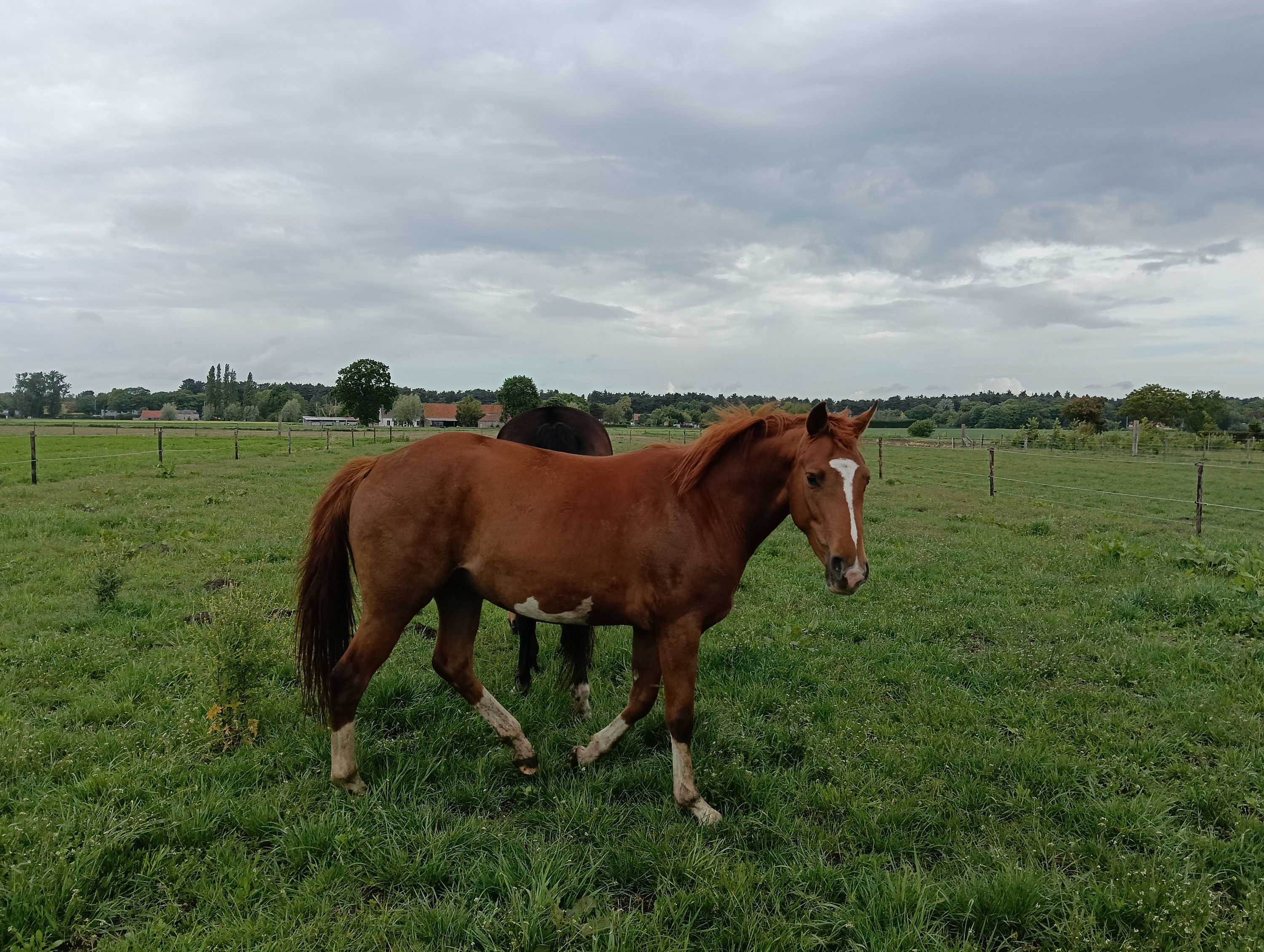 Yegua Secret x Gribaldi x Donnerhall x Rubinstein x Furioso II.