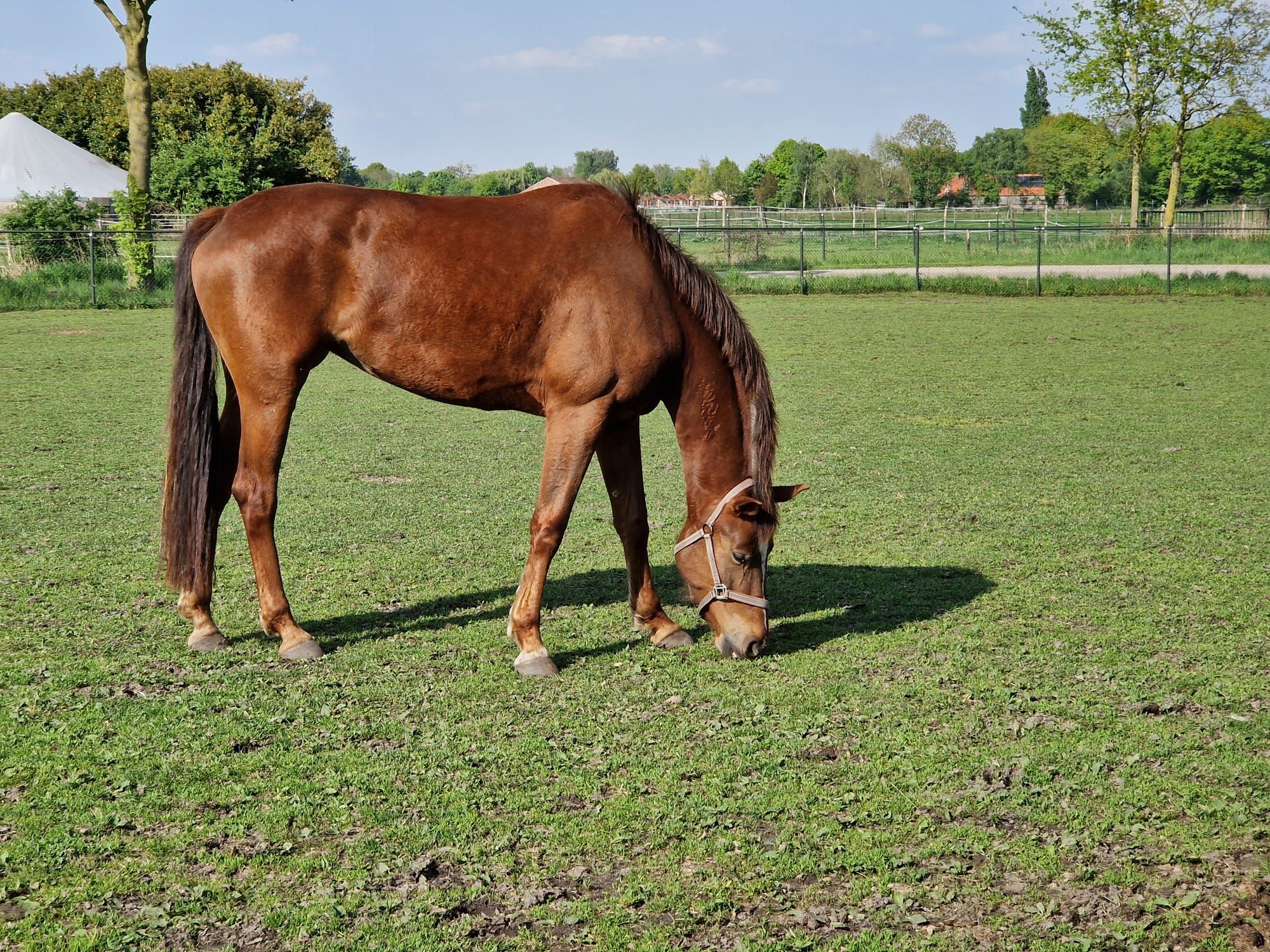 kwpn dressuurpaard merrie 5 ani vos de vânzare - Foto 2