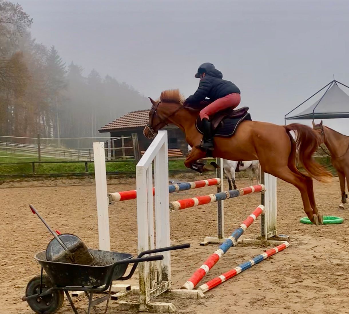 franse-pony springpony merrie 8 år vos till salu - Foto 4