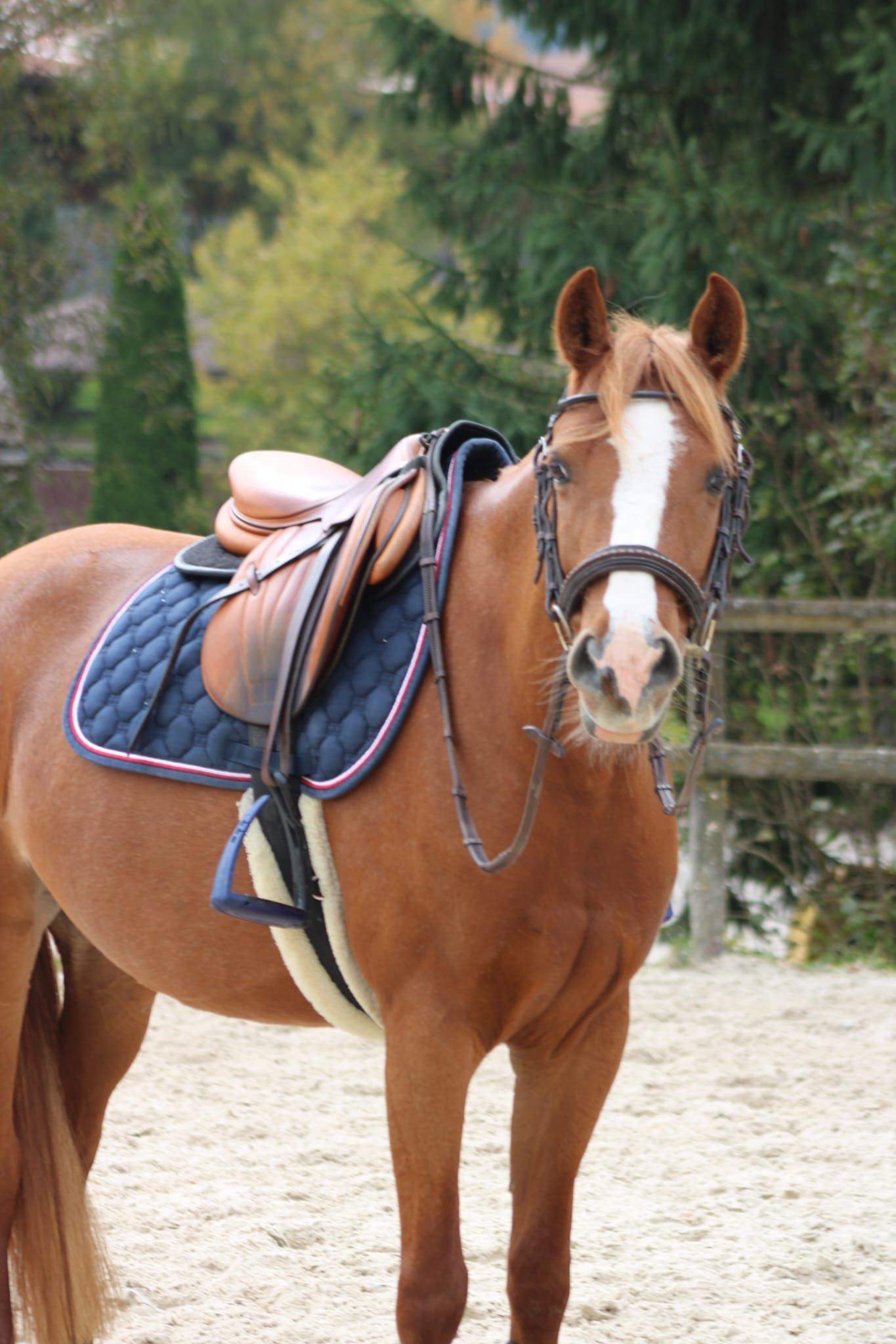 franse-pony springpony merrie 8 år vos till salu - Foto 2