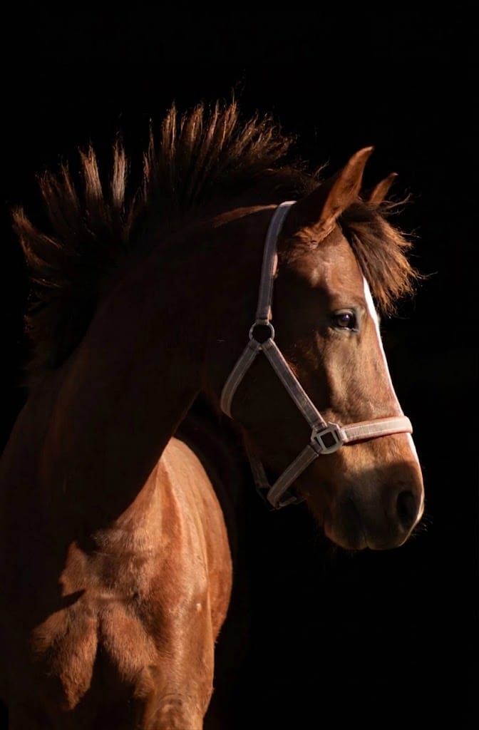 kwpn dressuurpaard merrie 5 ani vos de vânzare - Foto 4