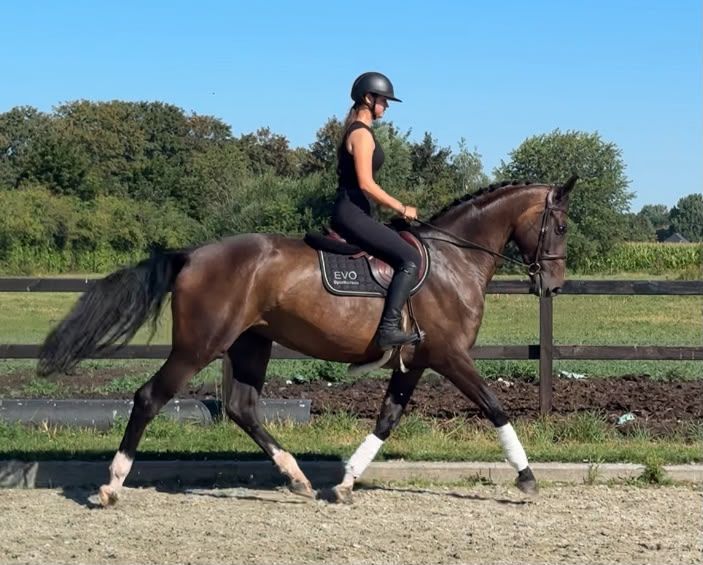 kwpn dressuurpaard merrie 6 let bruin na prodej - Foto 2