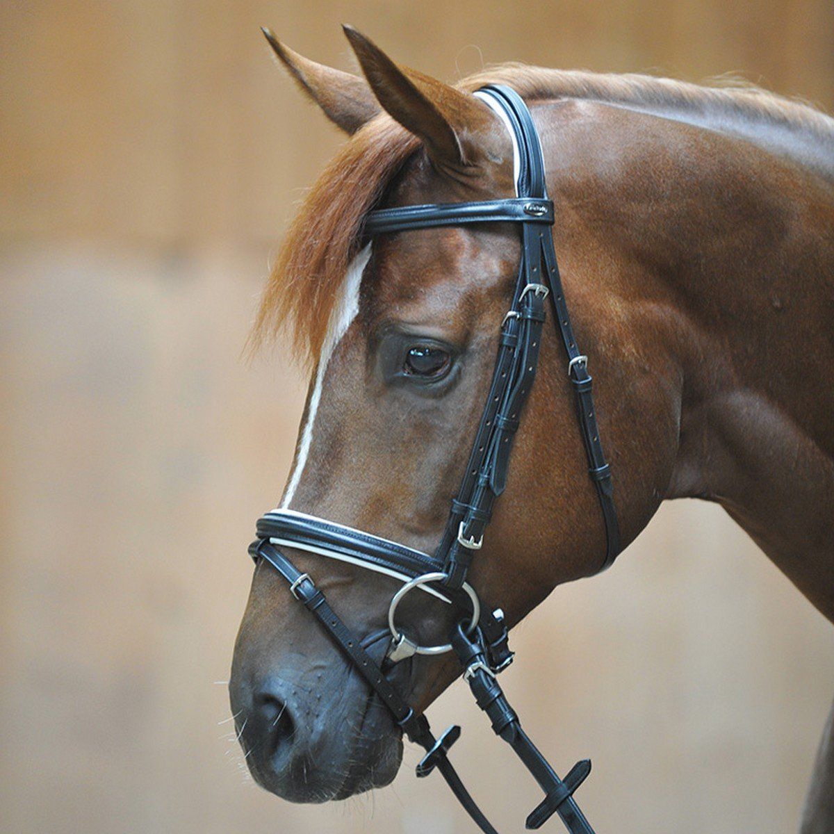 BROODMARE FOR SALE