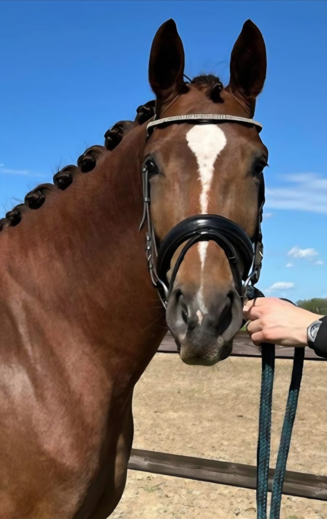 kwpn dressuurpaard merrie 5 Jahre alt vos zu verkaufen - Foto 2