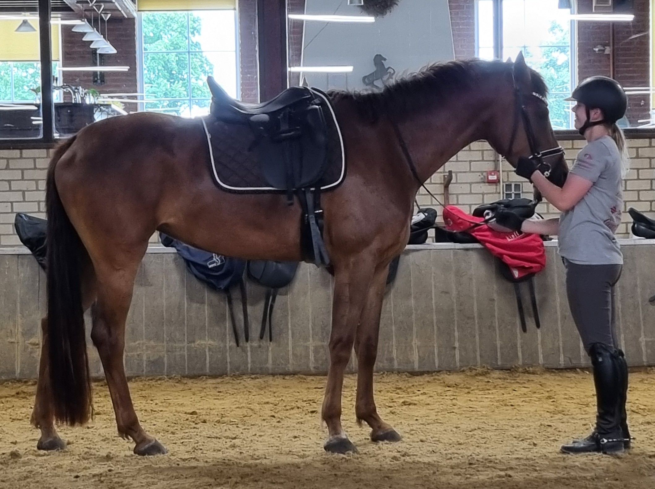 kwpn dressuurpaard merrie 5 Jahre alt vos zu verkaufen - Foto 3