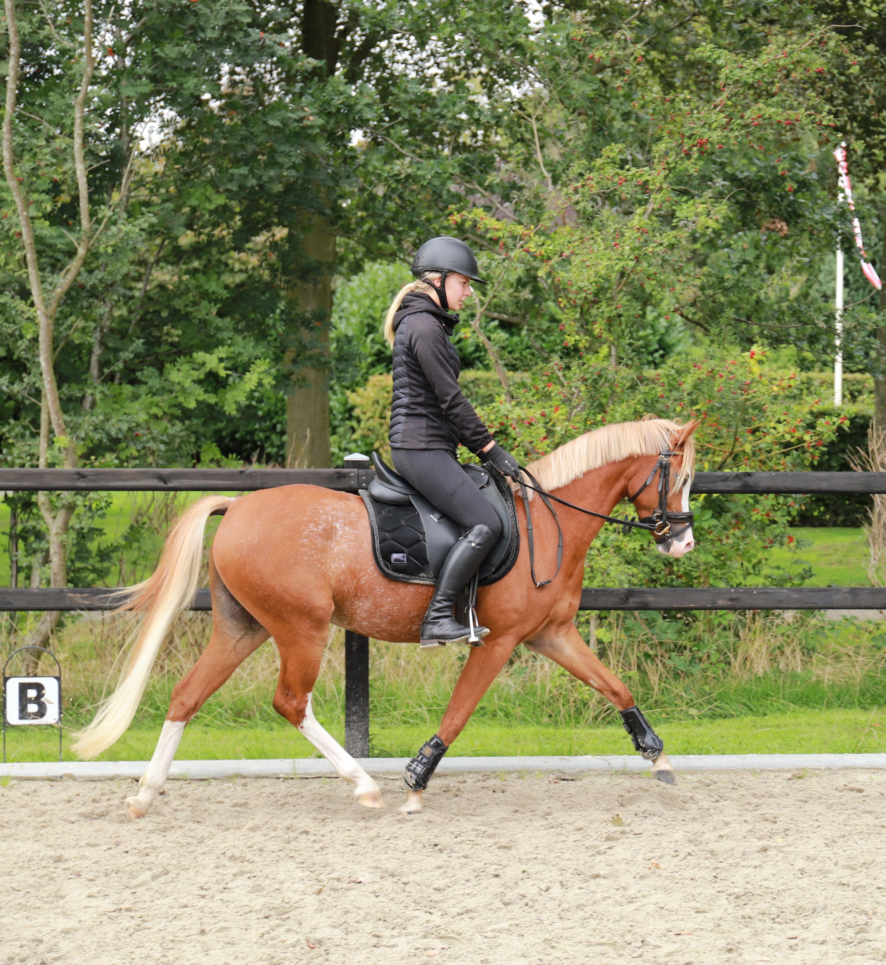 welsh allround-pony merrie 3 ani vos de vânzare - Foto 5