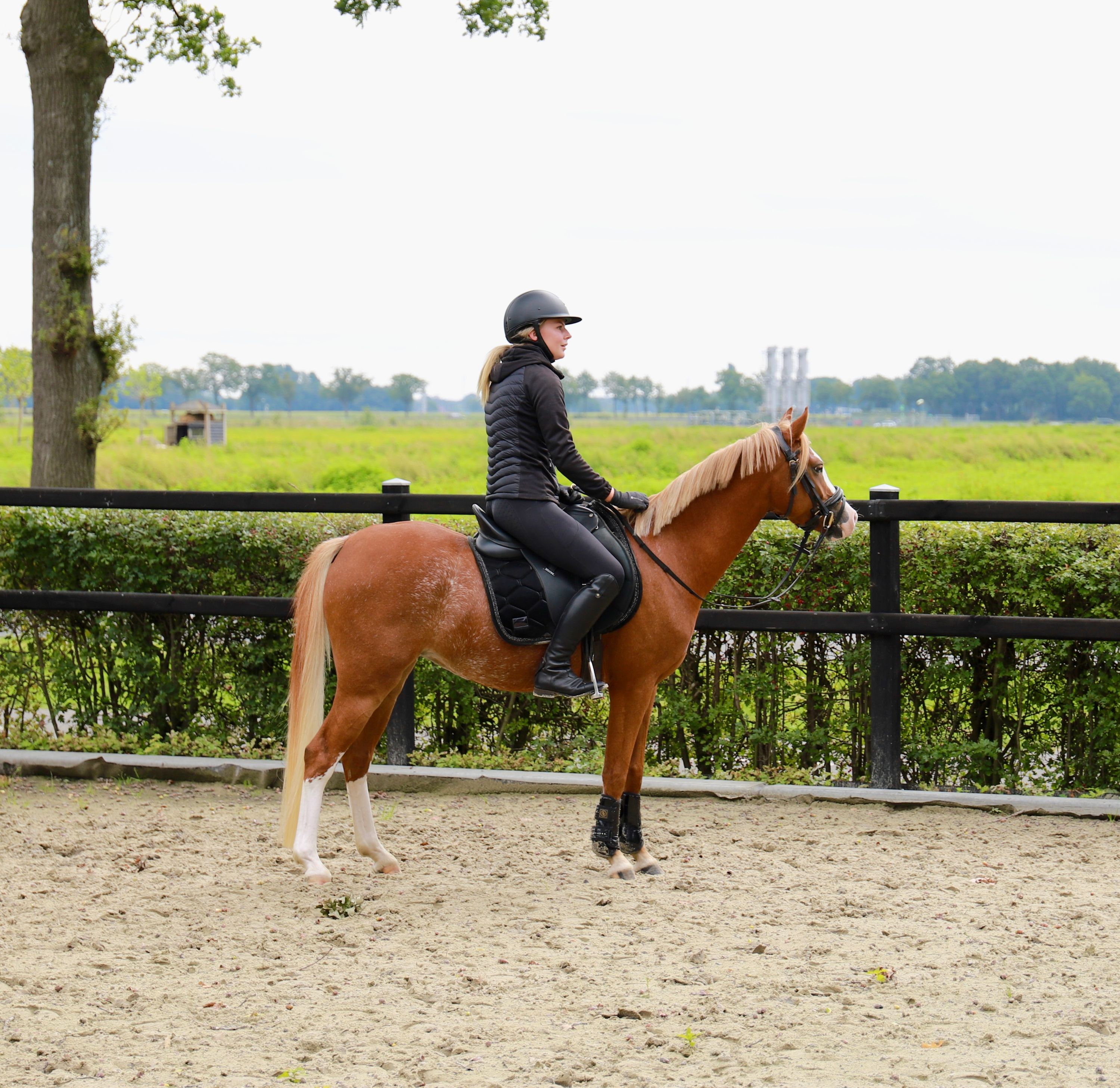 welsh allround-pony merrie 3 ani vos de vânzare - Foto 4