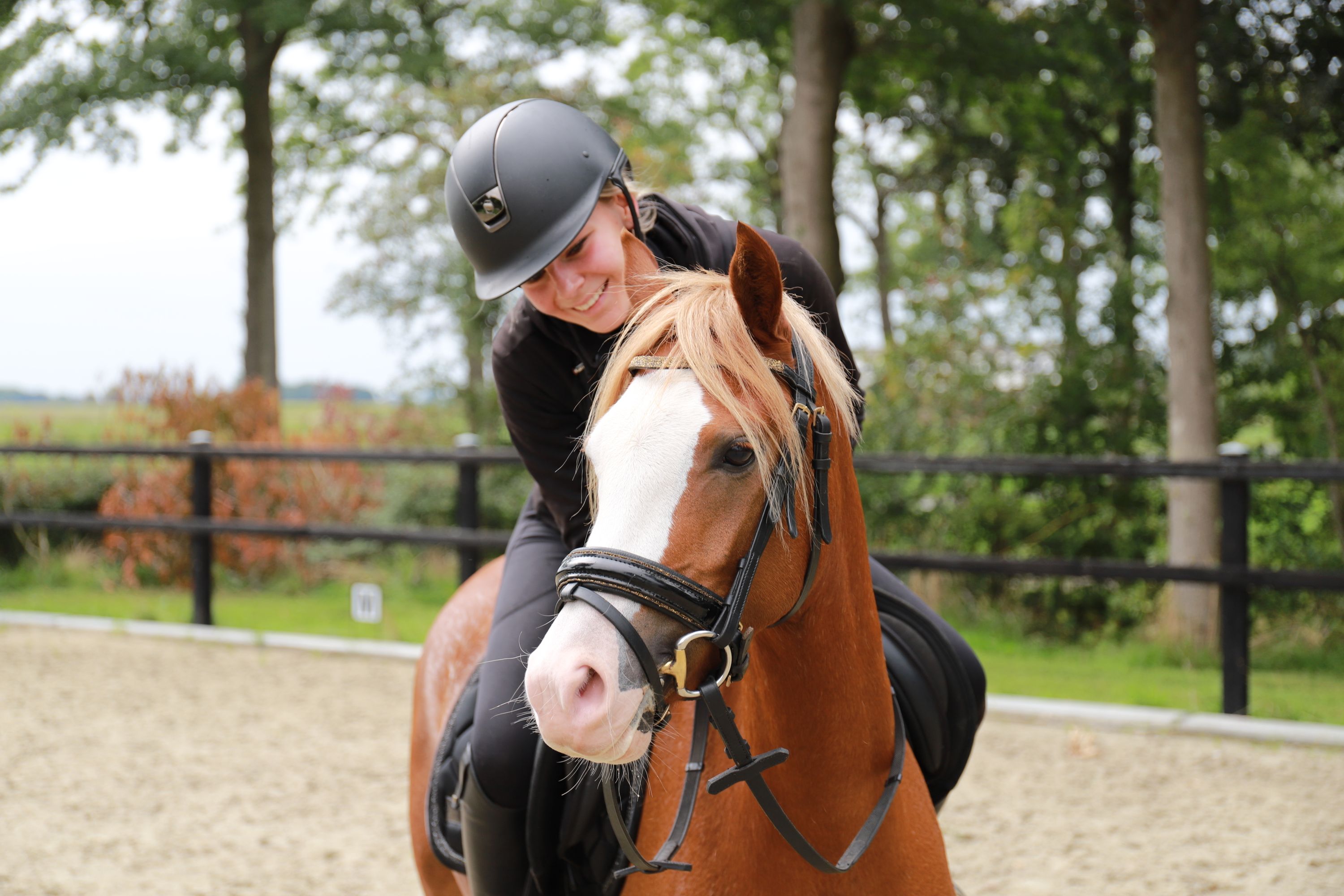 welsh allround-pony merrie 3 ani vos de vânzare - Foto 3