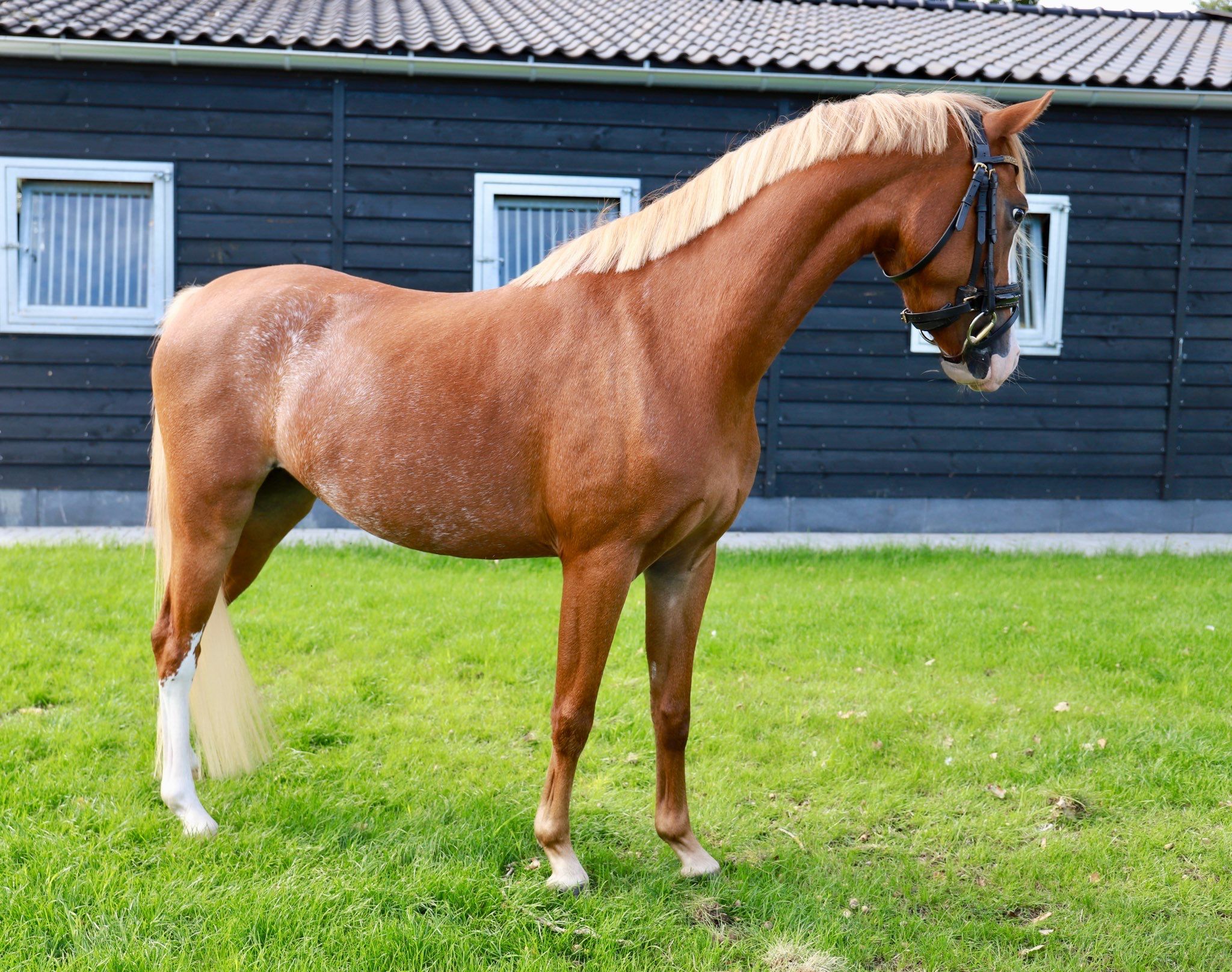 welsh allround-pony merrie 3 ani vos de vânzare - Foto 2