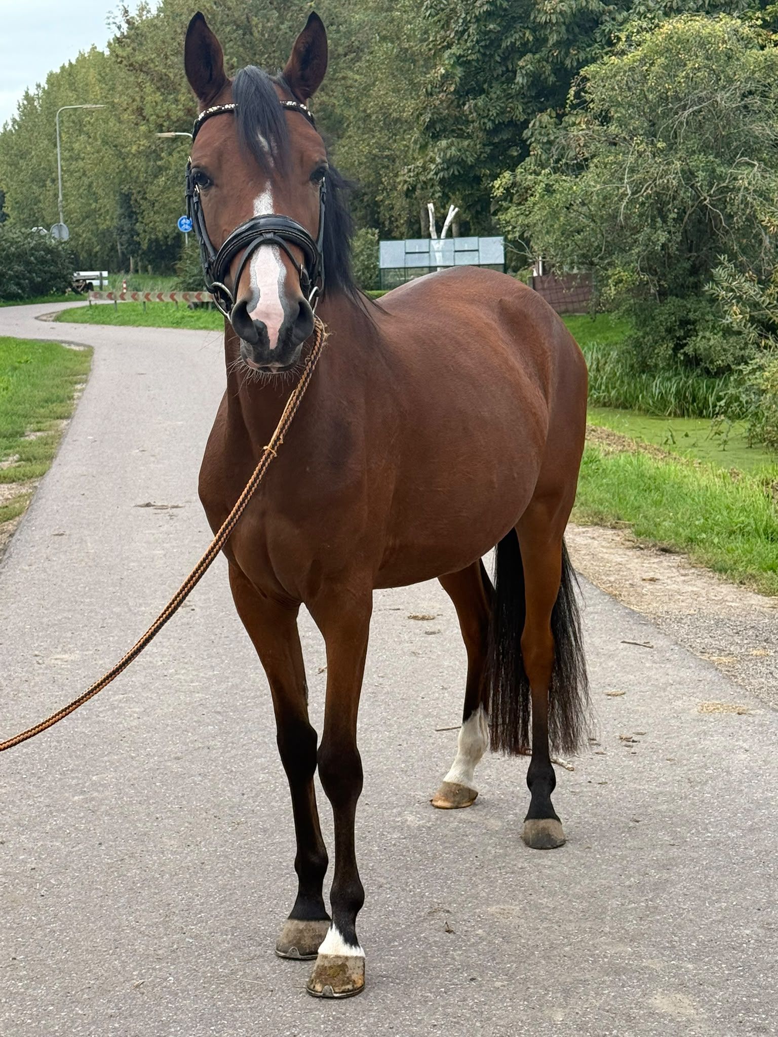 Poni all-round drăguț 1.43