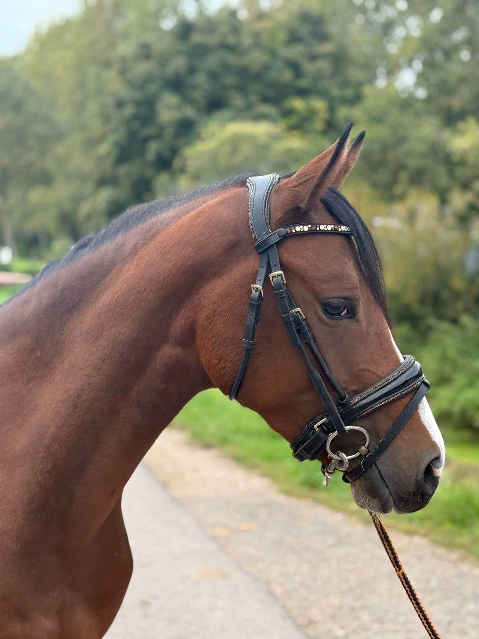 nrps allround-pony merrie 3 ani donkerbruin de vânzare - Foto 2