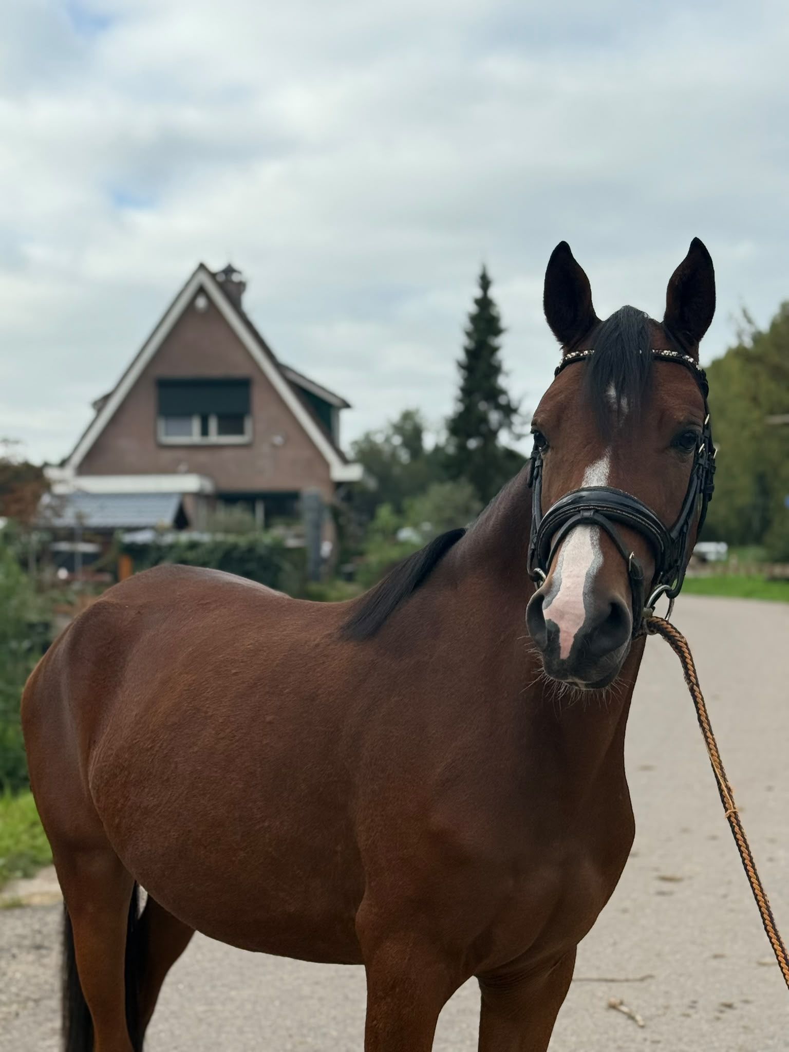 nrps allround-pony merrie 3 ani donkerbruin de vânzare - Foto 3