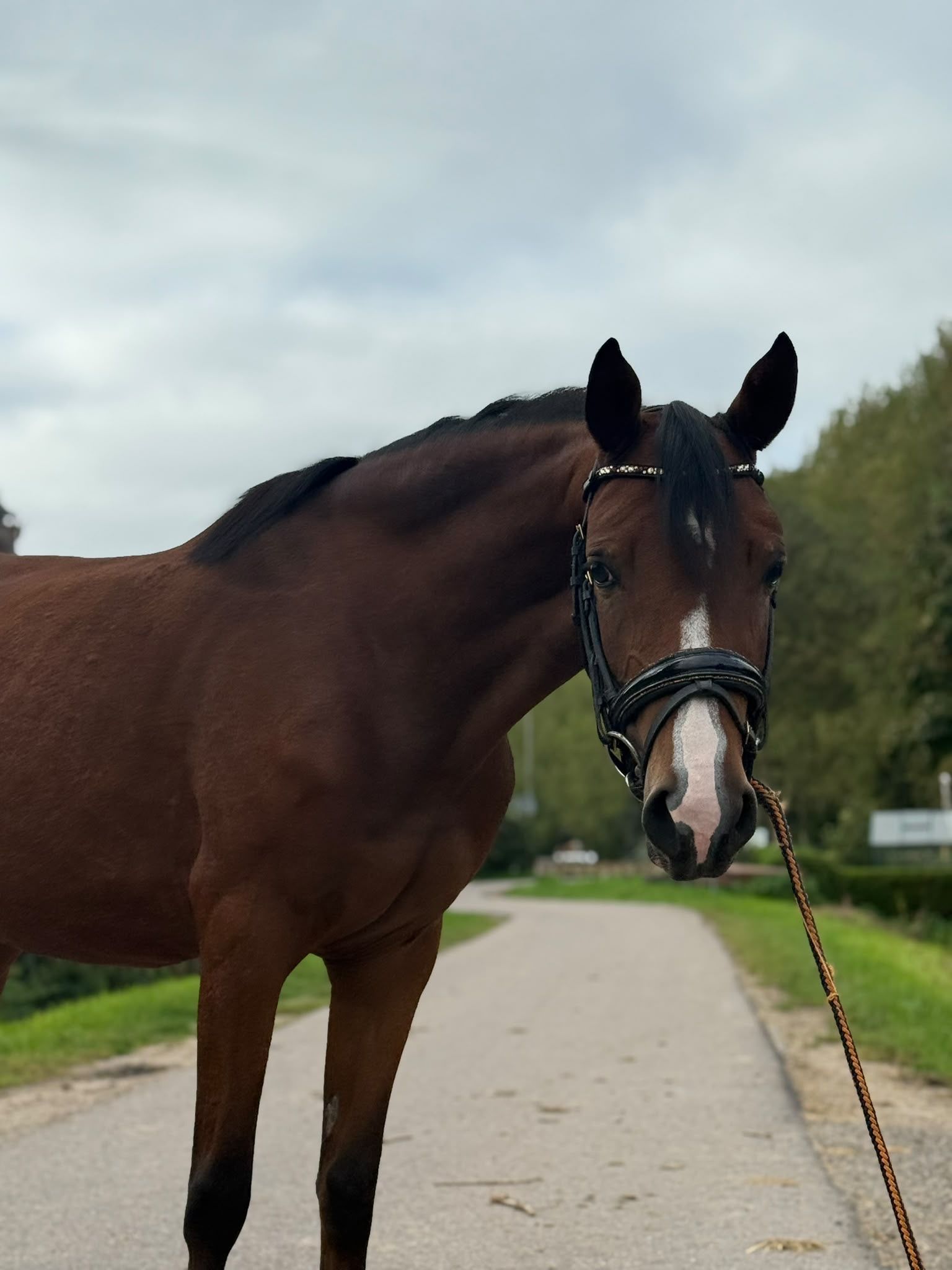 nrps allround-pony merrie 3 ani donkerbruin de vânzare - Foto 4