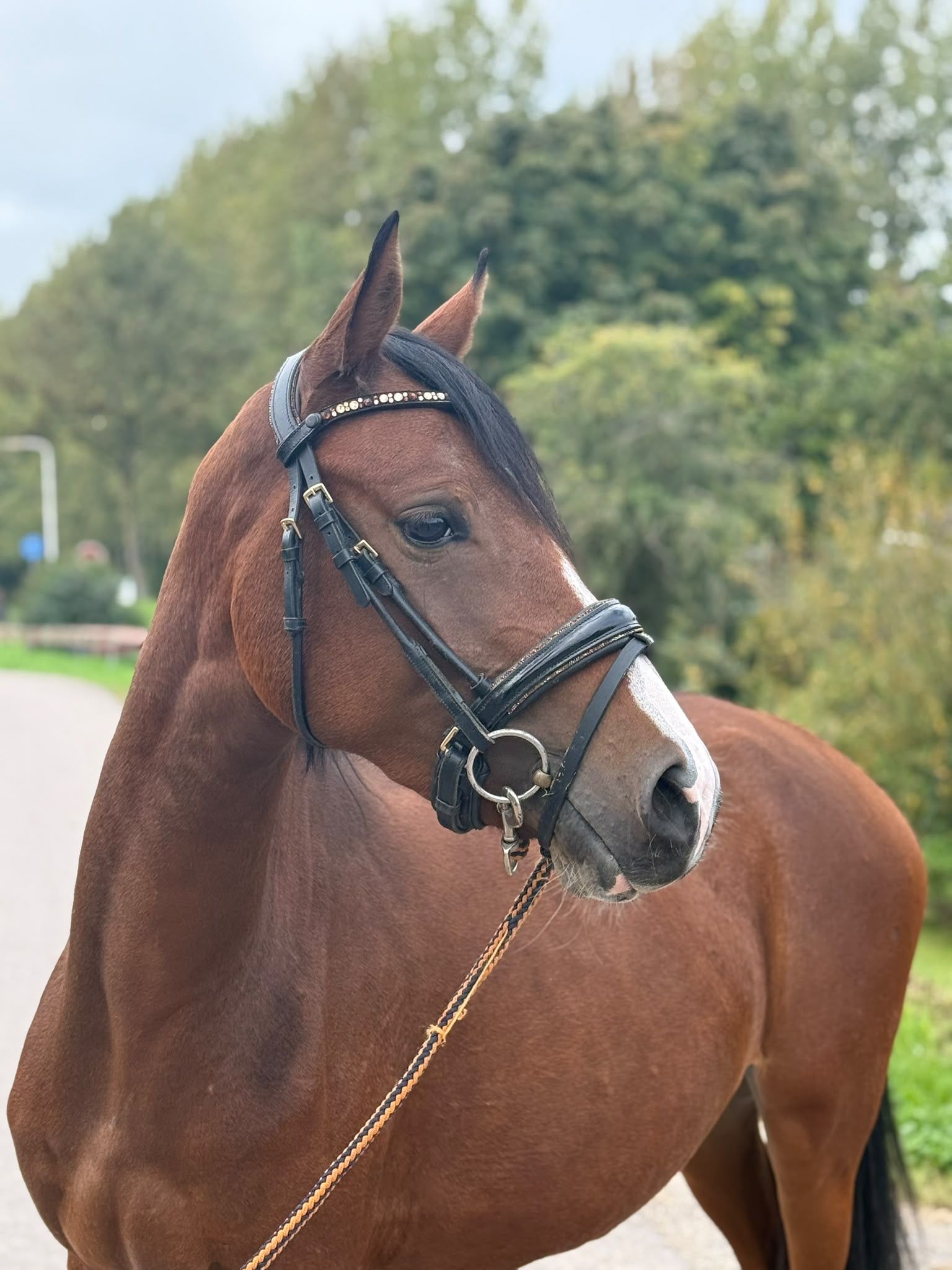 nrps allround-pony merrie 3 ani donkerbruin de vânzare - Foto 5