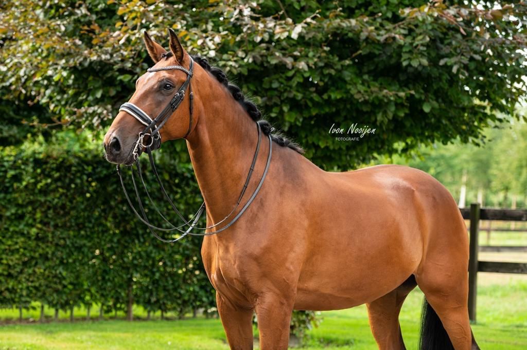 Recreatie paard