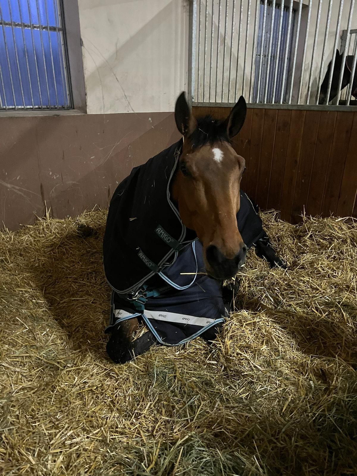recreatie-paard ruin 9 jaar bruin te koop - Foto 2