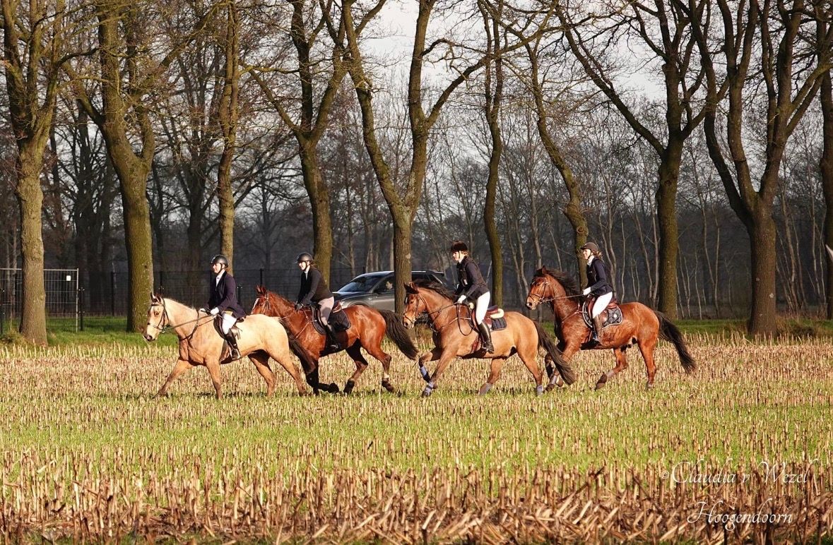kwpn dressuurpaard ruin 15 ani bruin de vânzare - Foto 4