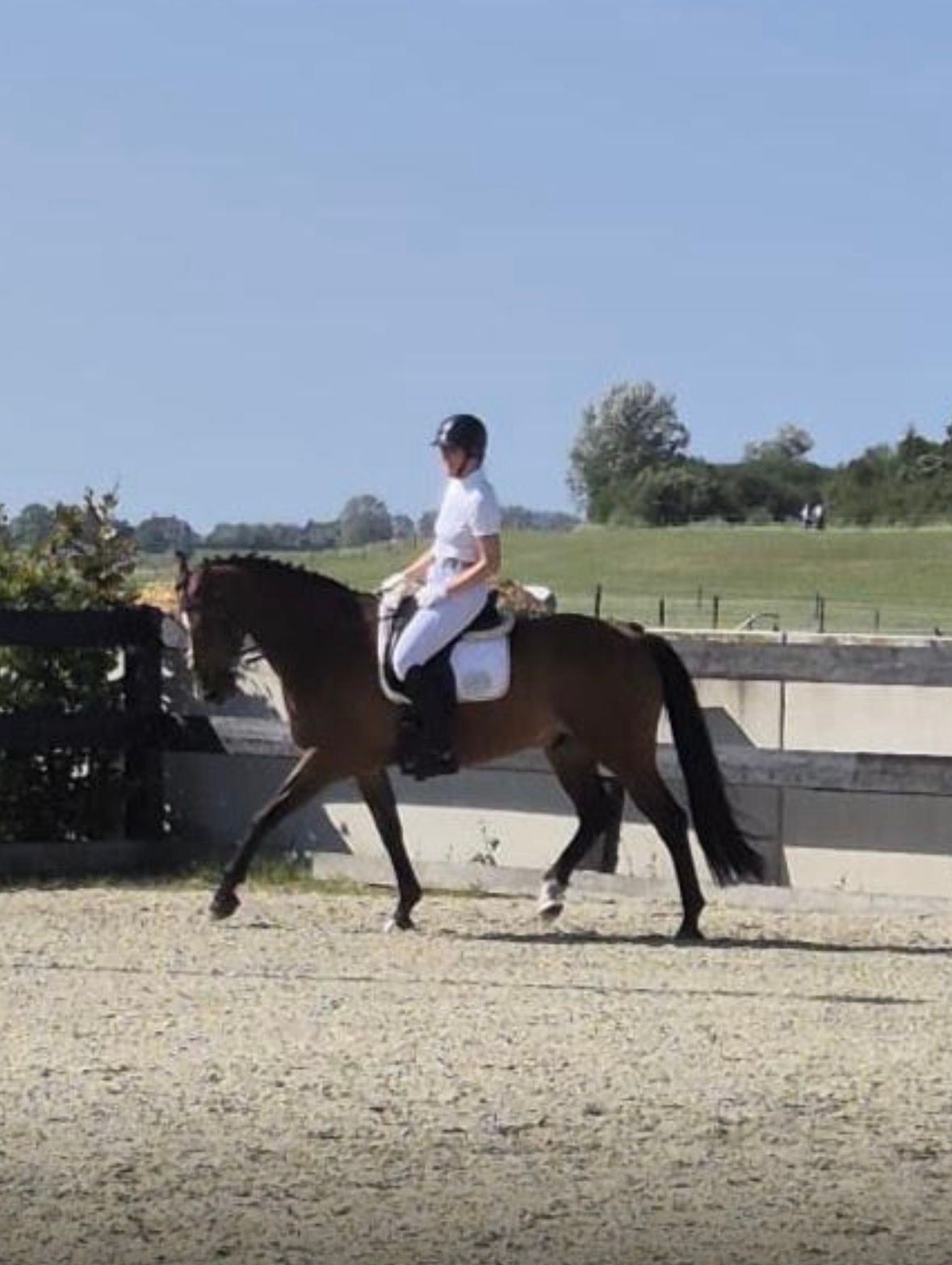 kwpn dressuurpaard ruin 15 ani bruin de vânzare - Foto 2