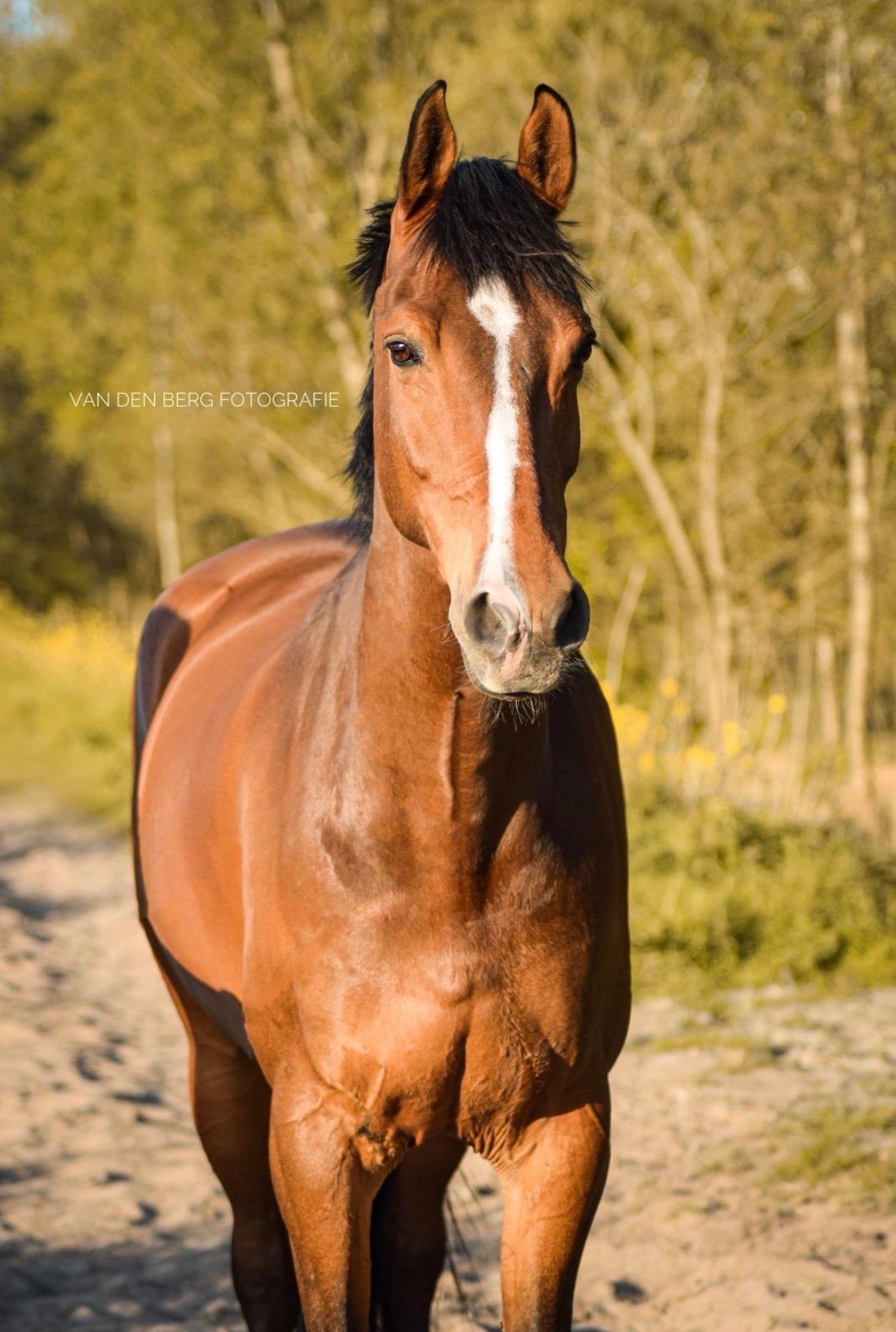 kwpn dressuurpaard ruin 15 ani bruin de vânzare - Foto 6